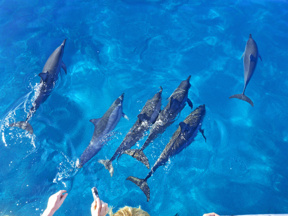 Dolphins-Swimming.jpeg