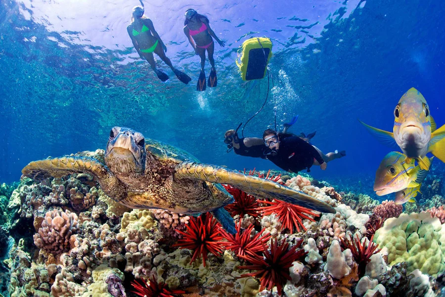 Molokini Snorkeling Molokini Crater Snorkel Tours