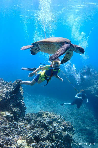 Turtle-Dive.jpg