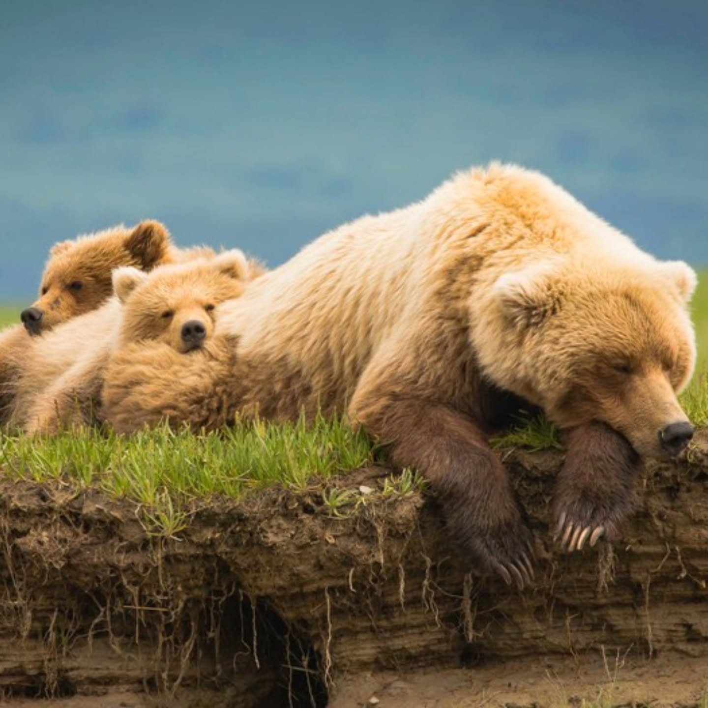 🐻 2025 Bear Viewing Season is Coming! 🏔️
Get ready for the wildest adventure of your life with Emerald Air&rsquo;s Guided Expedition into Katmai Bush, now booking for Summer 2025 at OdysseyAlaska.com!

Hop aboard a scenic flight over glaciers, volc