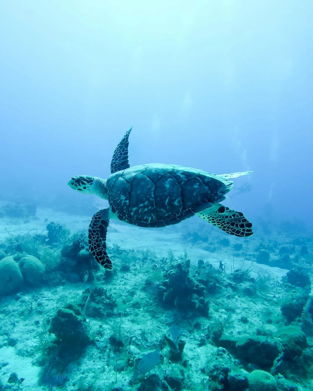 🌴✨ Snorkeling in Hawai&lsquo;i awaits! Dive into vibrant reefs, meet friendly turtles, and enjoy the sun. Book your tour now! 🌊🌞