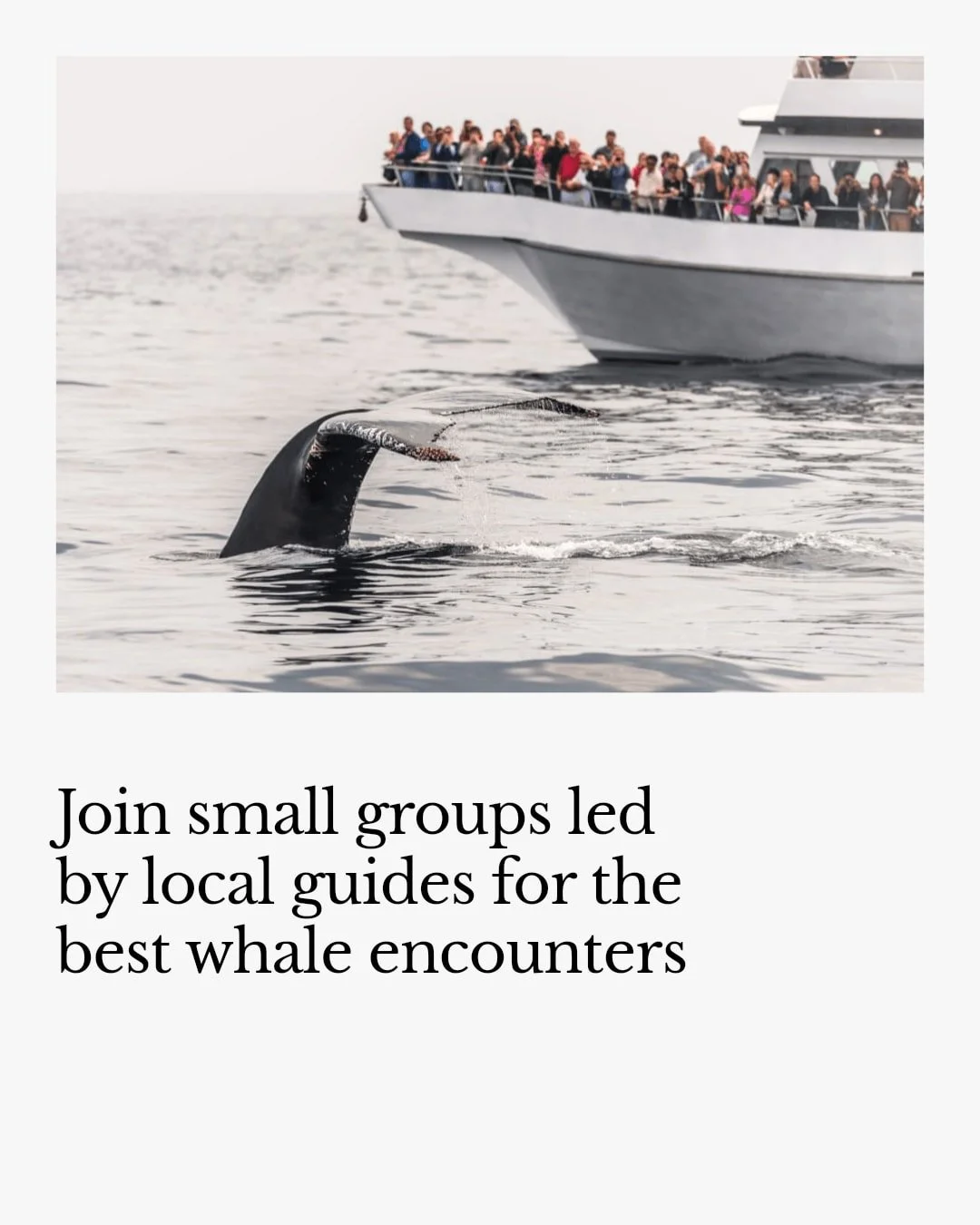Ready to see one of nature&rsquo;s most stunning displays? Maui&rsquo;s whale watching season is here!

Every winter, thousands of humpback whales travel to our warm Hawaiian waters. From their playful jumps to their haunting songs, these gentle gian