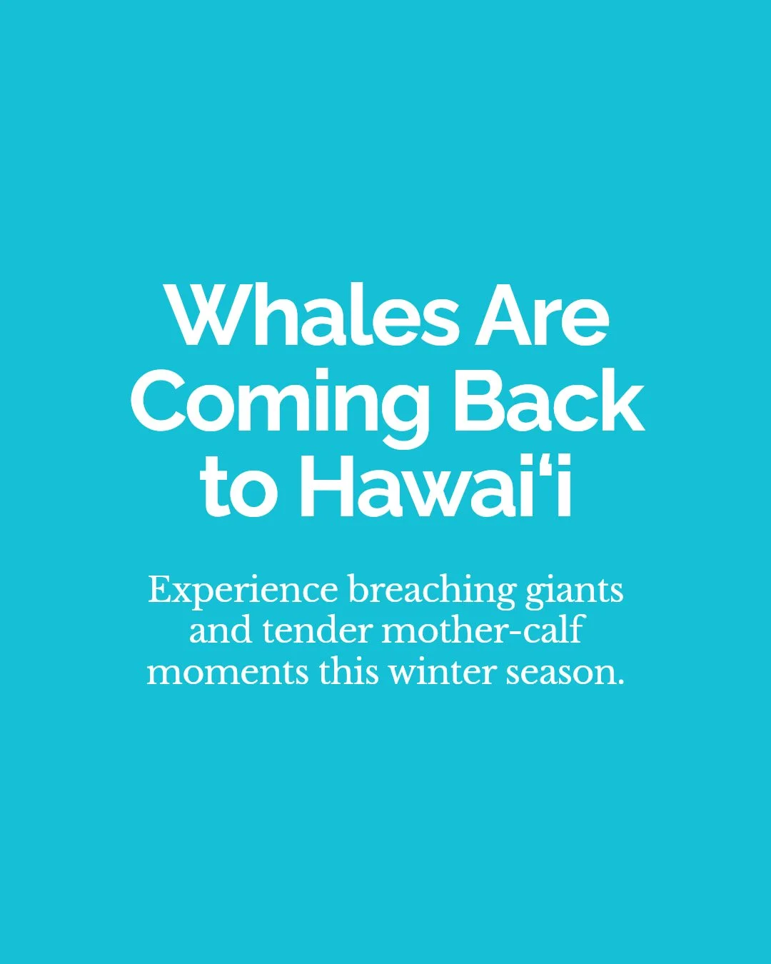 Whale watching season in Hawai&lsquo;i is almost here&mdash;are you ready?

From December to April, the islands&rsquo; warm waters welcome thousands of magnificent humpback whales. Picture breaching whales, tail slaps, and loving mother-calf pairs up