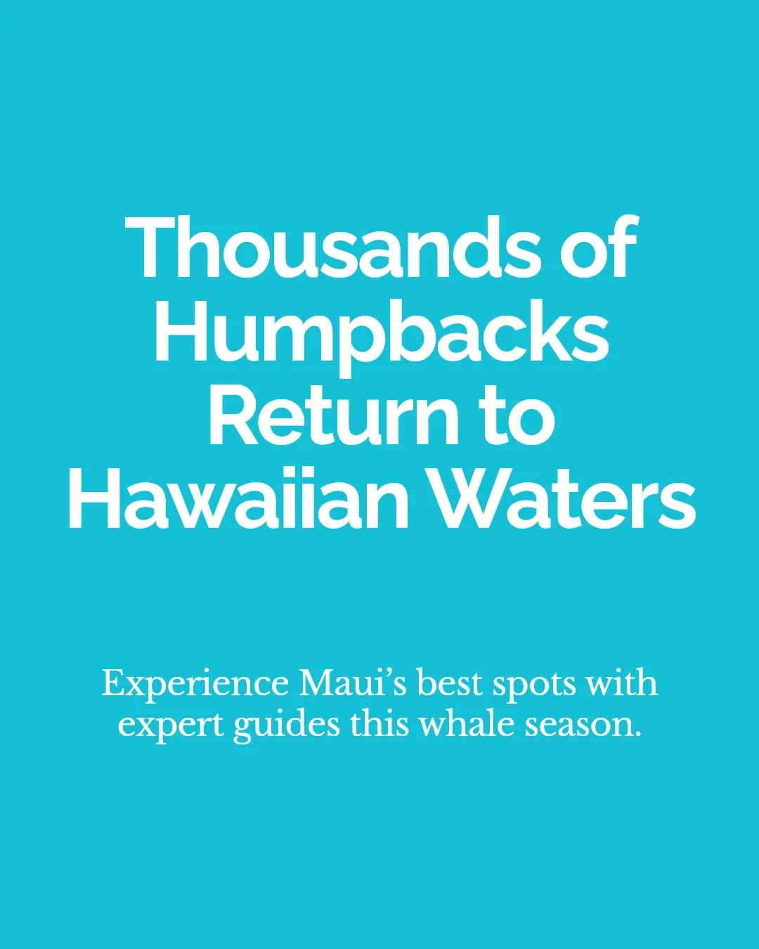 Whale watching season is just around the corner in Hawai&lsquo;i!

From December to April, thousands of humpback whales visit our warm waters with stunning breaches and playful tail slaps. Here&rsquo;s what you need to know before you go:

&bull; Bes