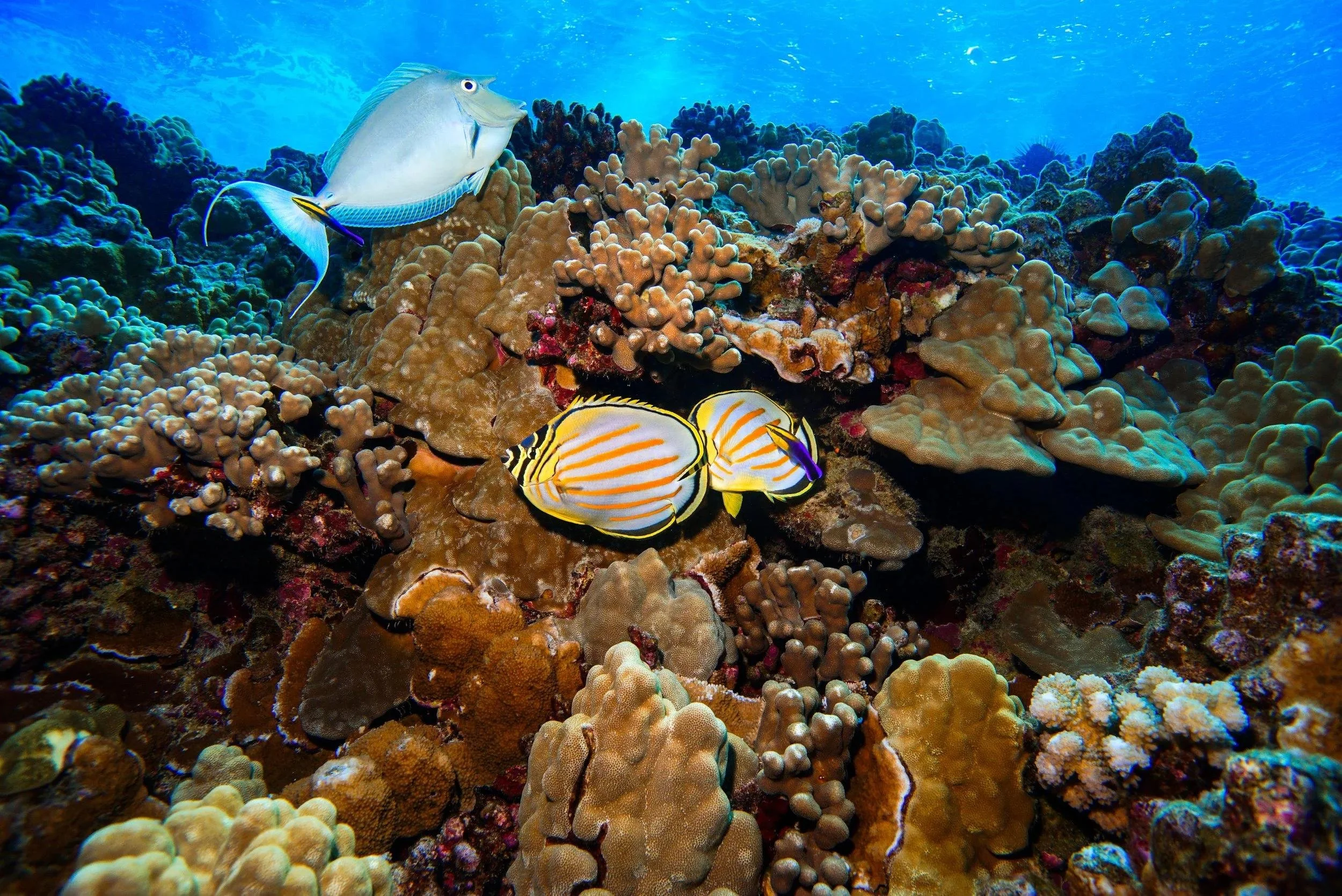 Molokini Crater Snorkeling: Premier Tour vs. Best Overall Value – Which Maui Adventure Is Right for You?