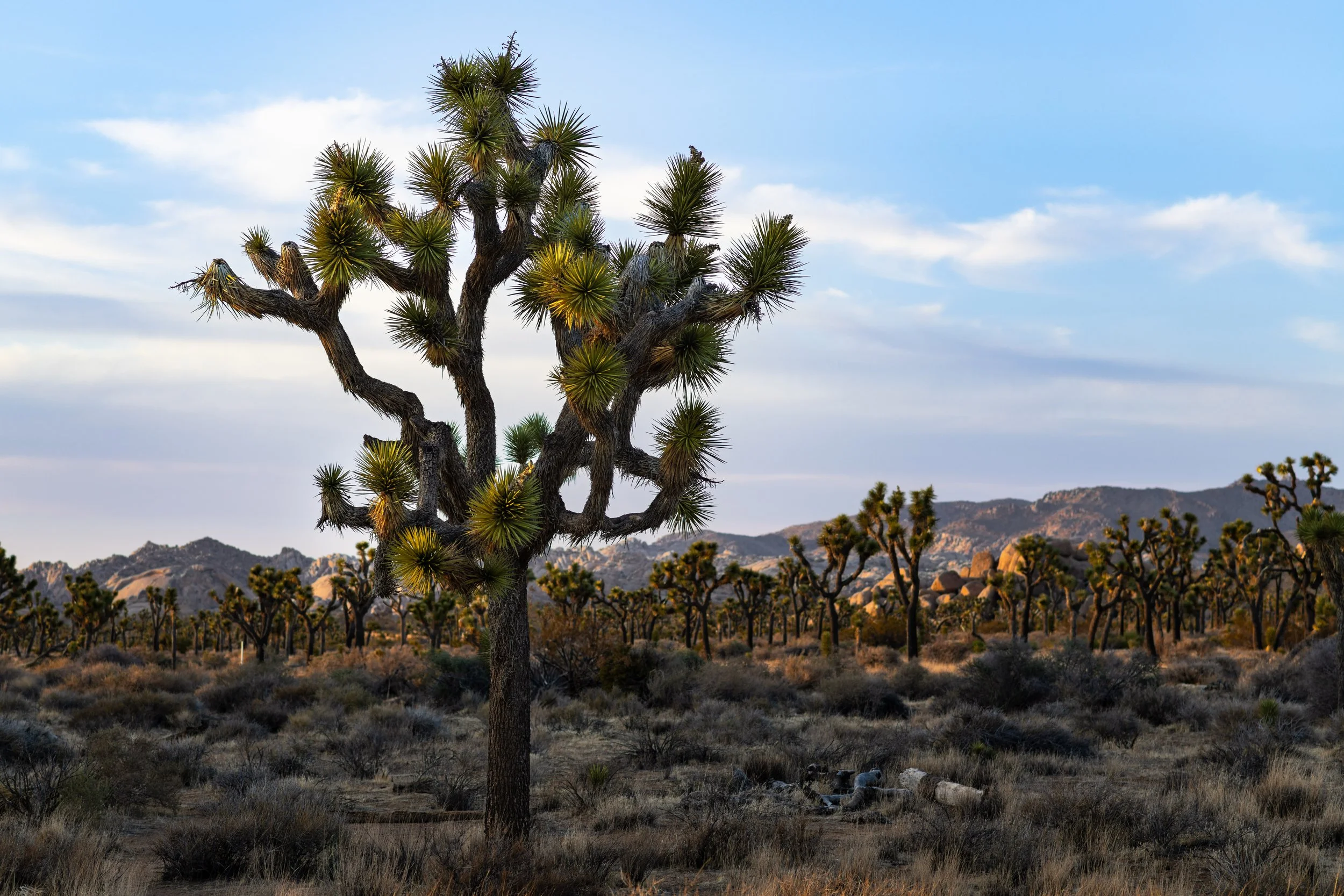 Joshua Tree | Joshua Tree National Park, CA
