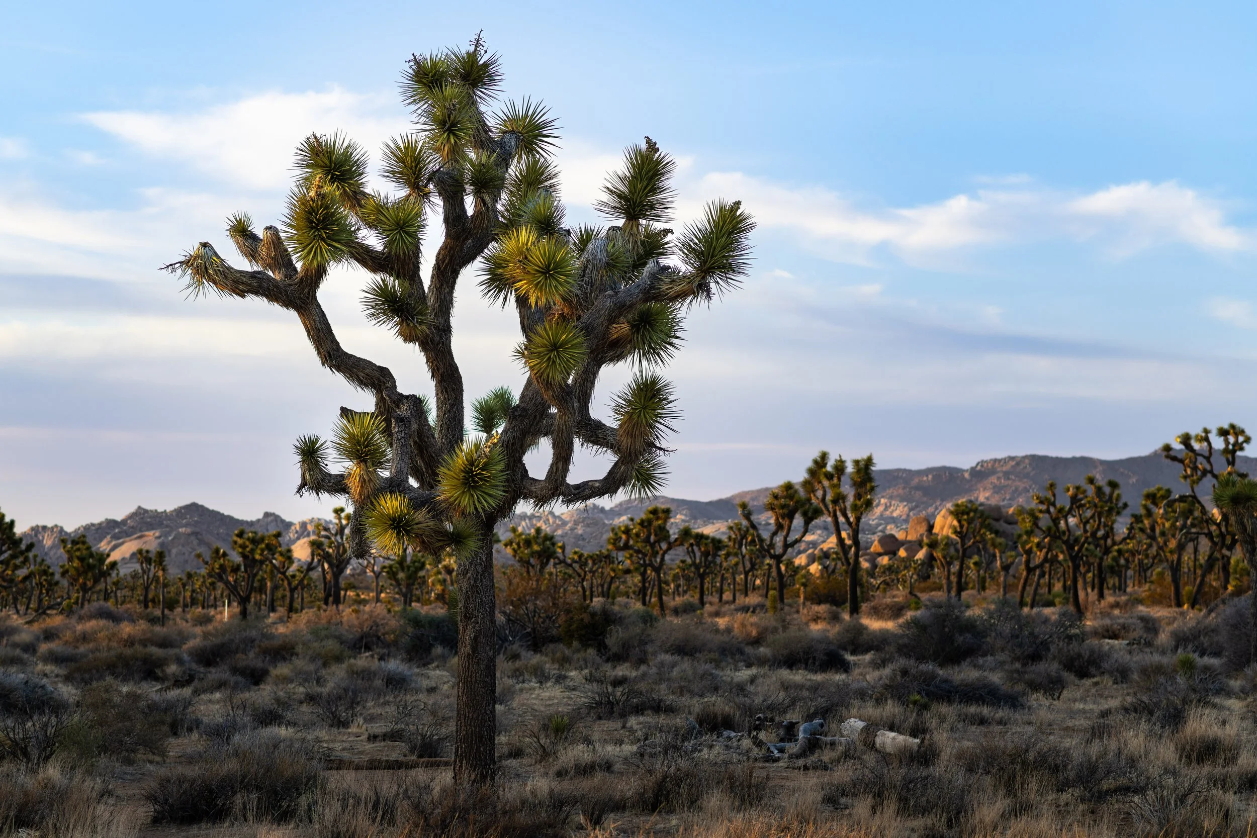 Joshua Tree | Joshua Tree National Park, CA