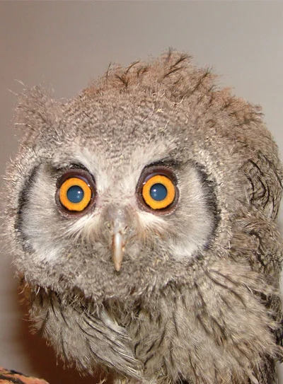 White Faced Scops Owl (at Owl Rescue )