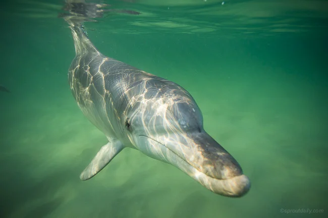 :: Cetacean Encounters