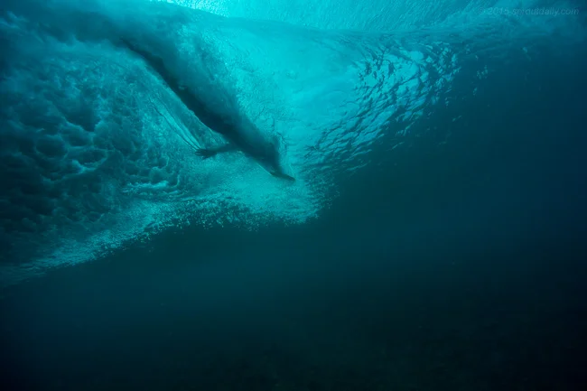 :: Surf. Eat. Sleep.