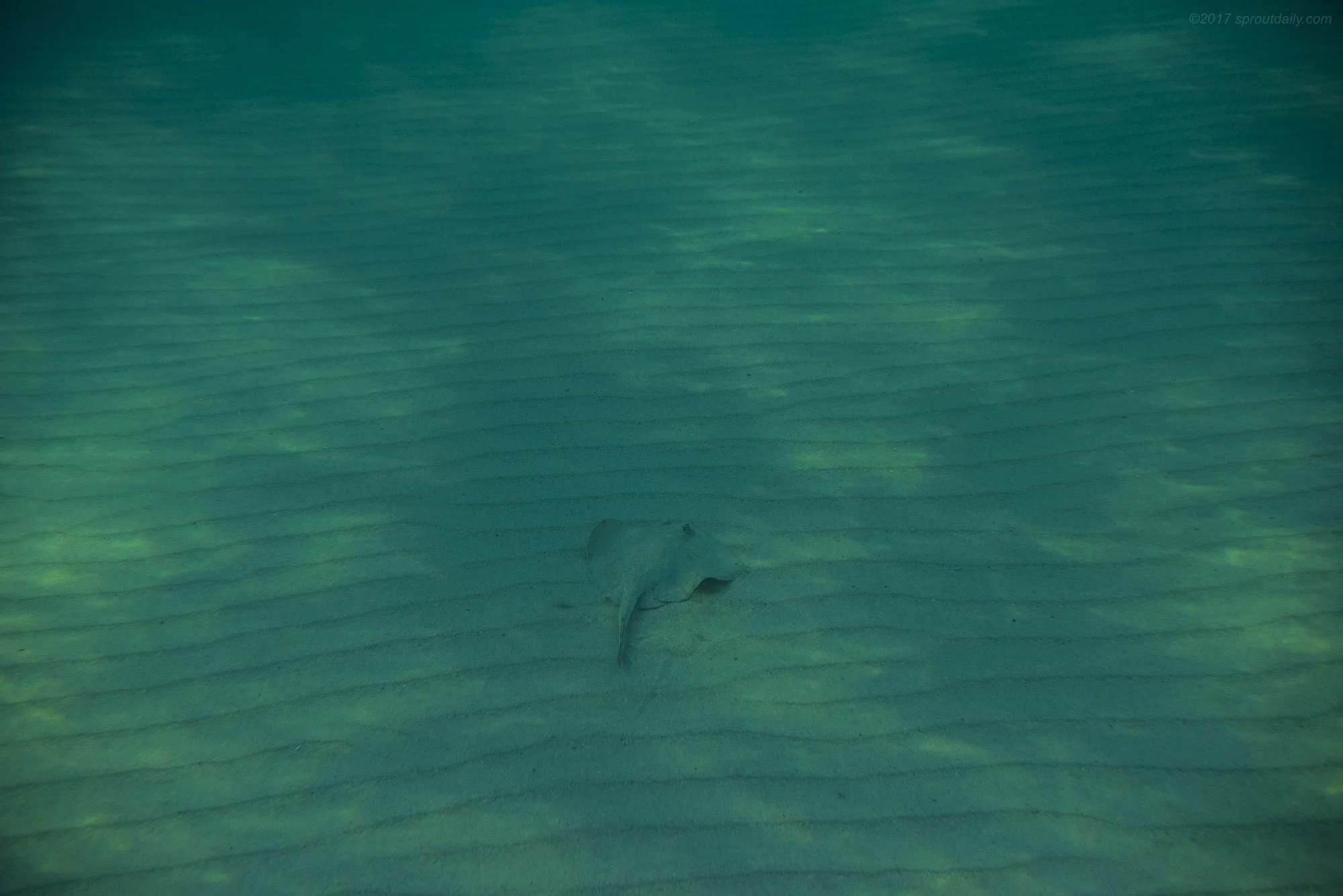 Lurking