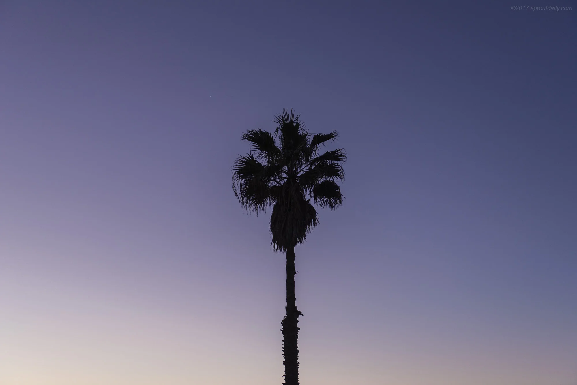 One Palm Dawn