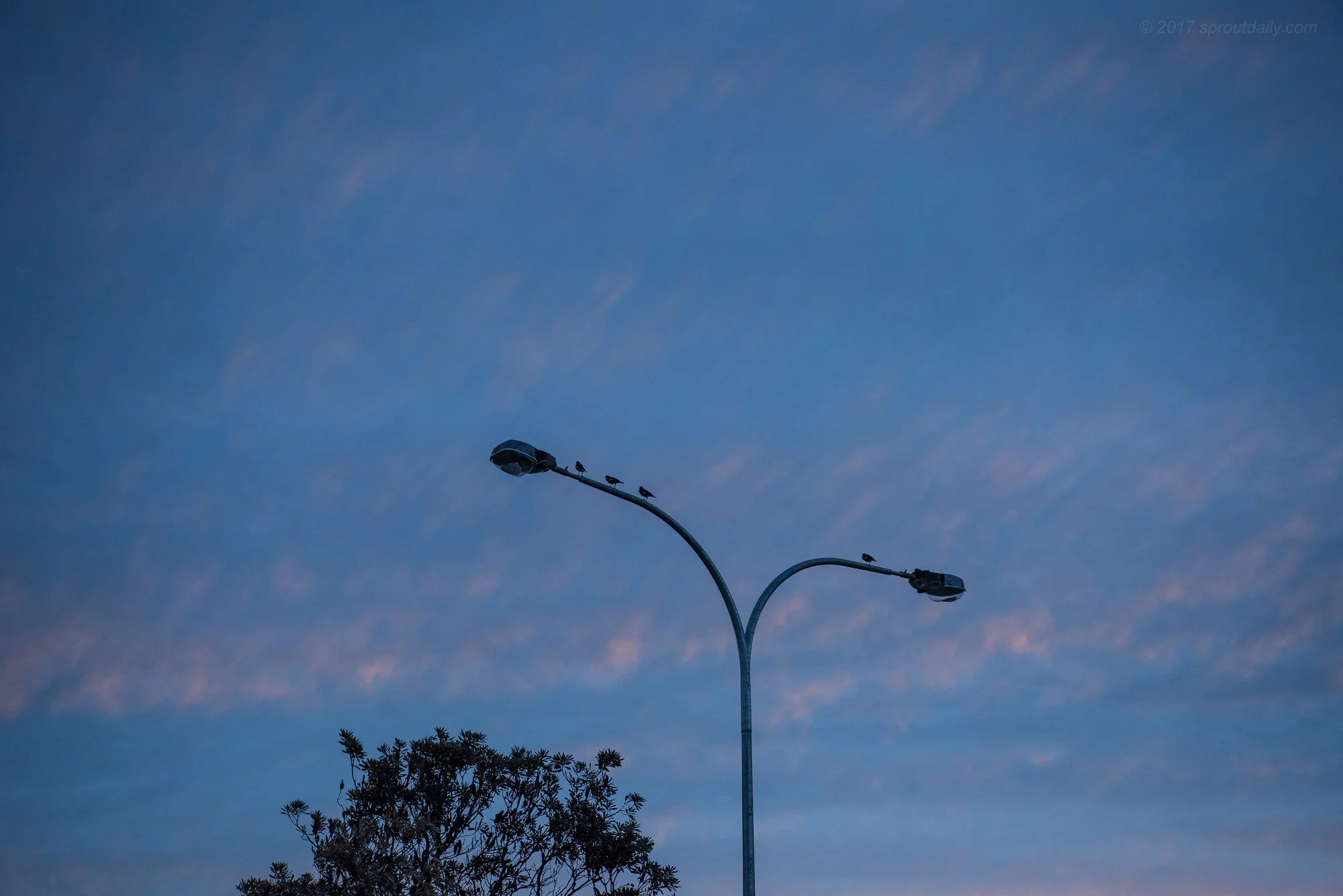 Early Birds - Slept In