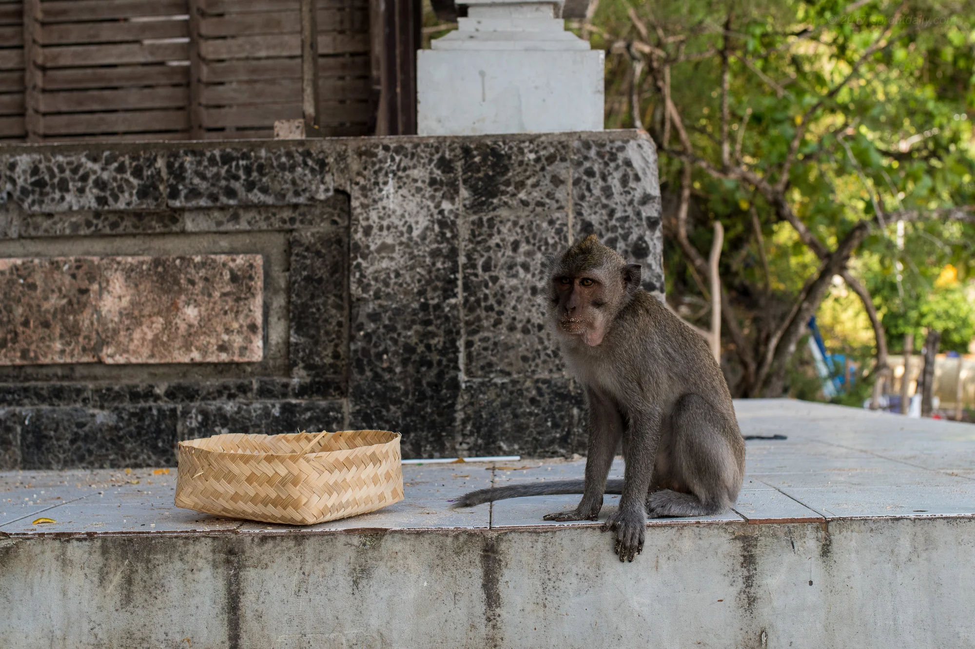 Come On, put a banana in the basket!