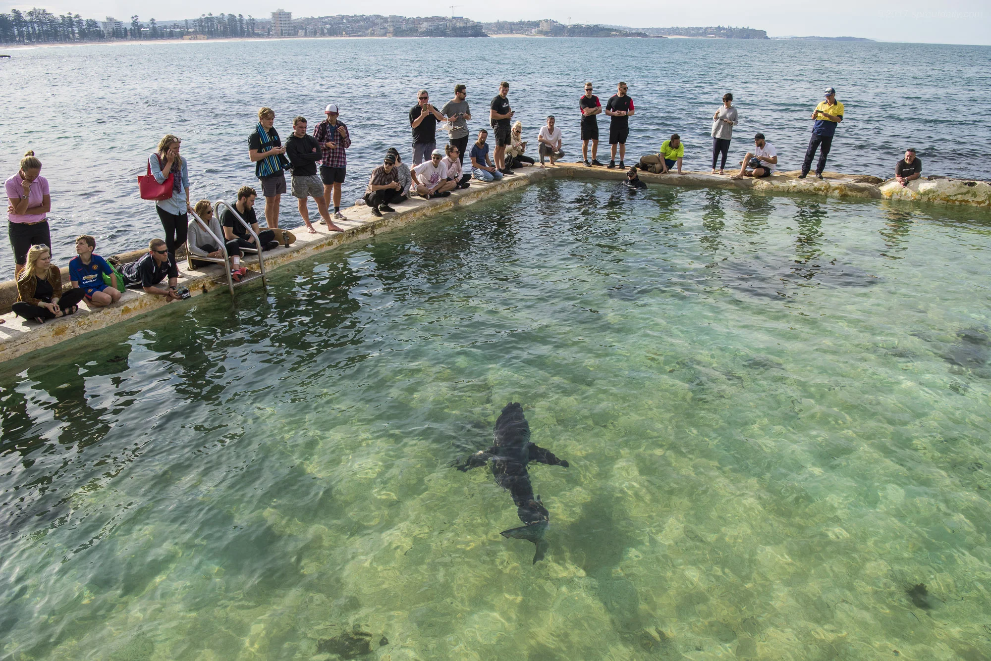 Shark In The Pool! Who's stalking who?