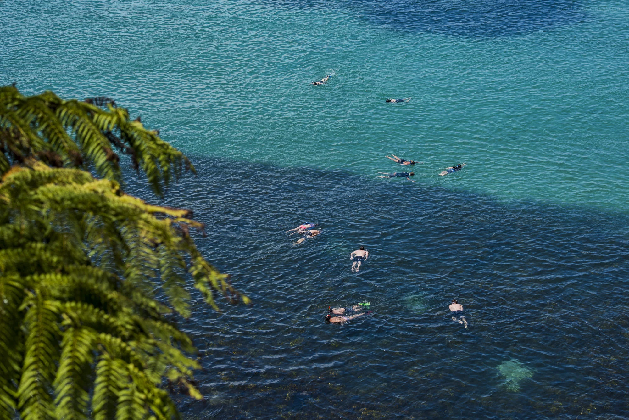 The Snorkle Crew