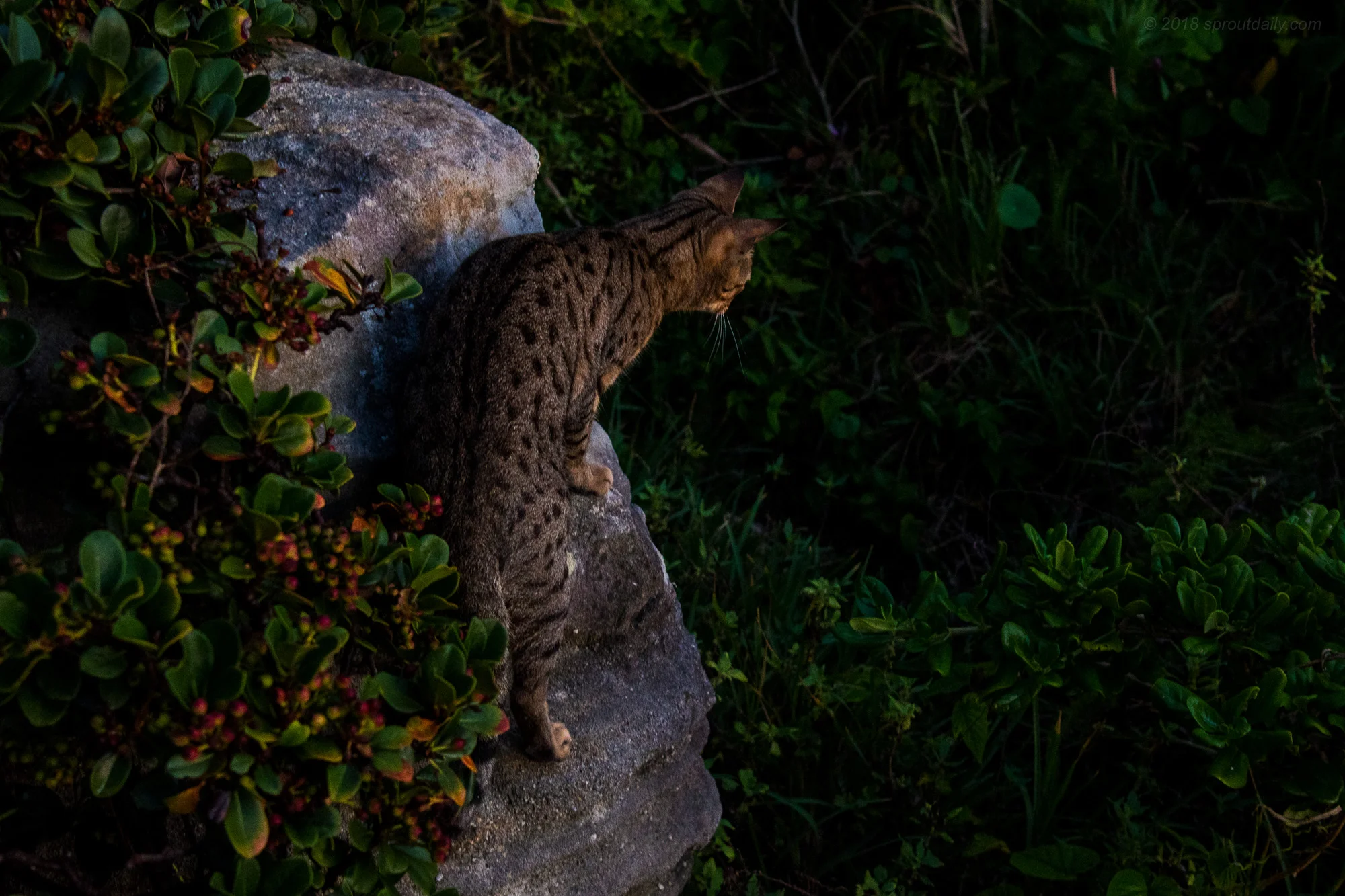 Leopard? Jaguar? - Freshwater Feral