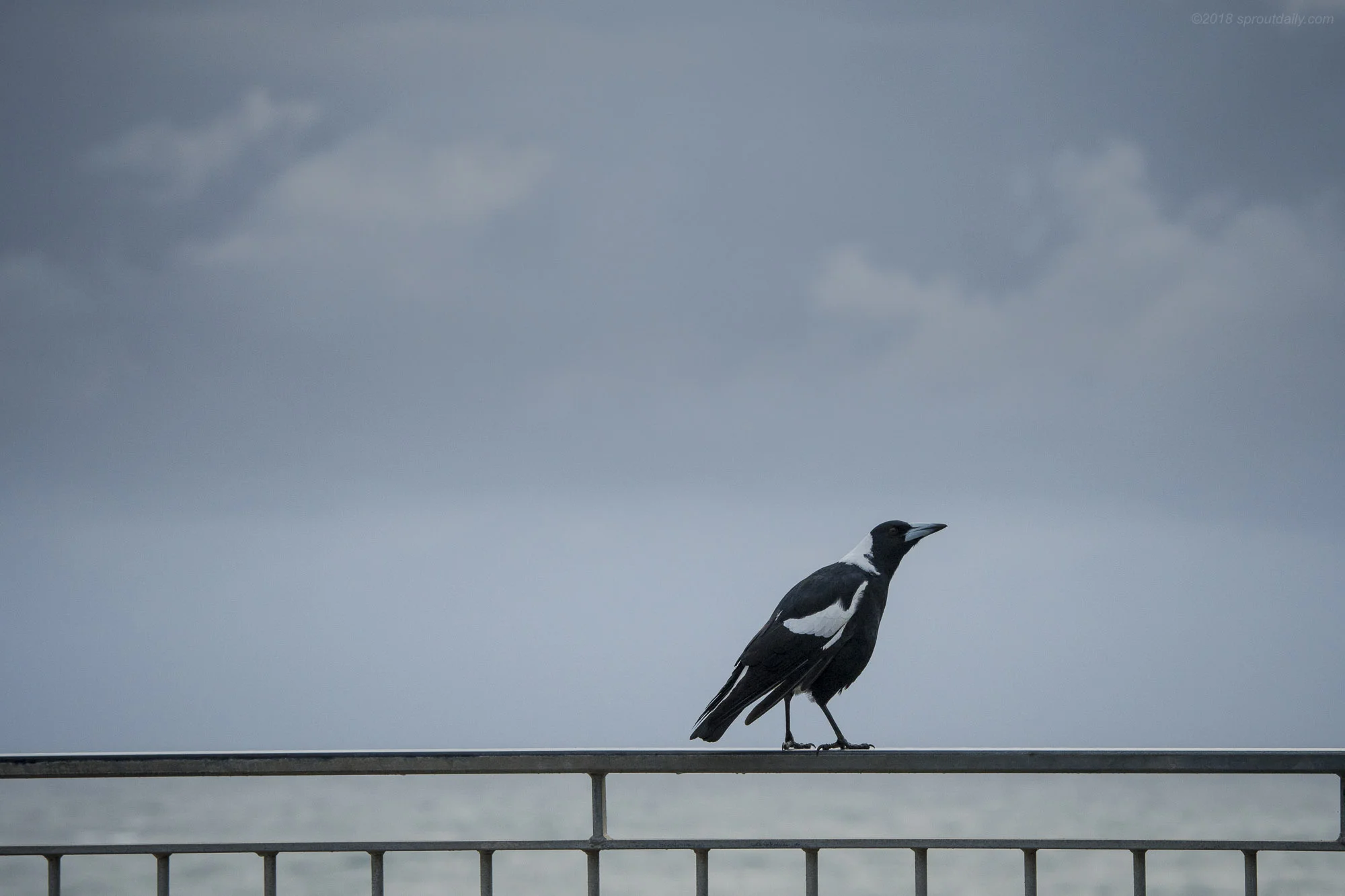 Make Friends with Magpies - They'll remember and spare you! 