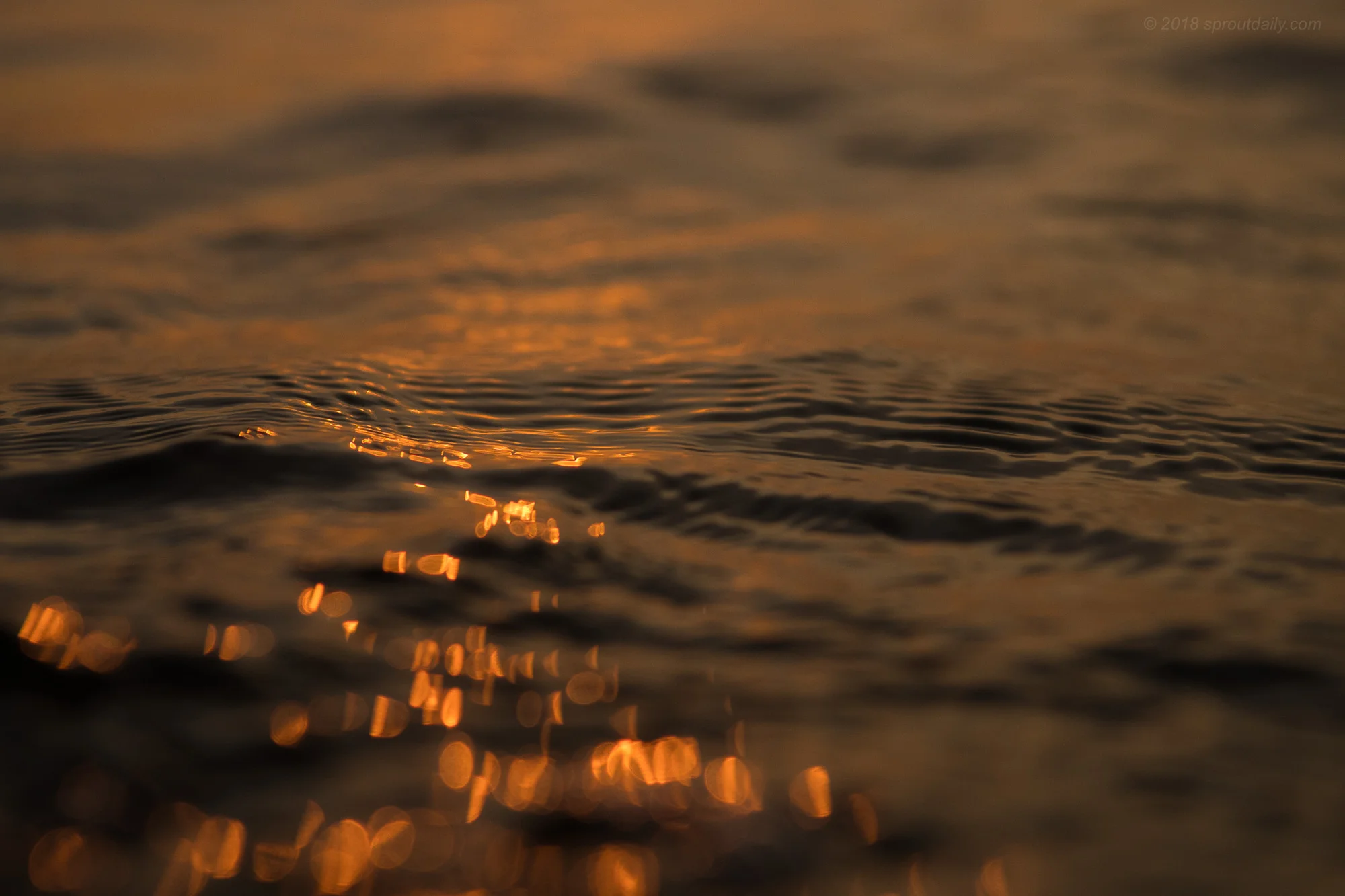 Scattered Gold