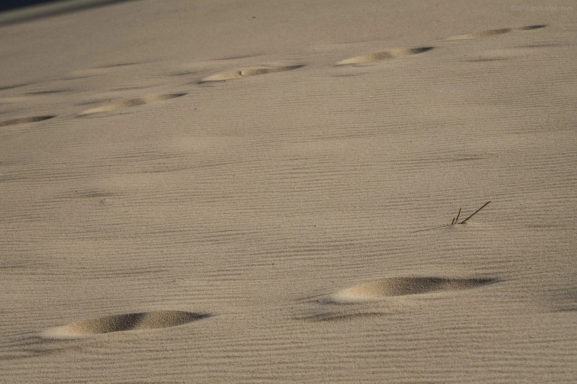 Dune Groom