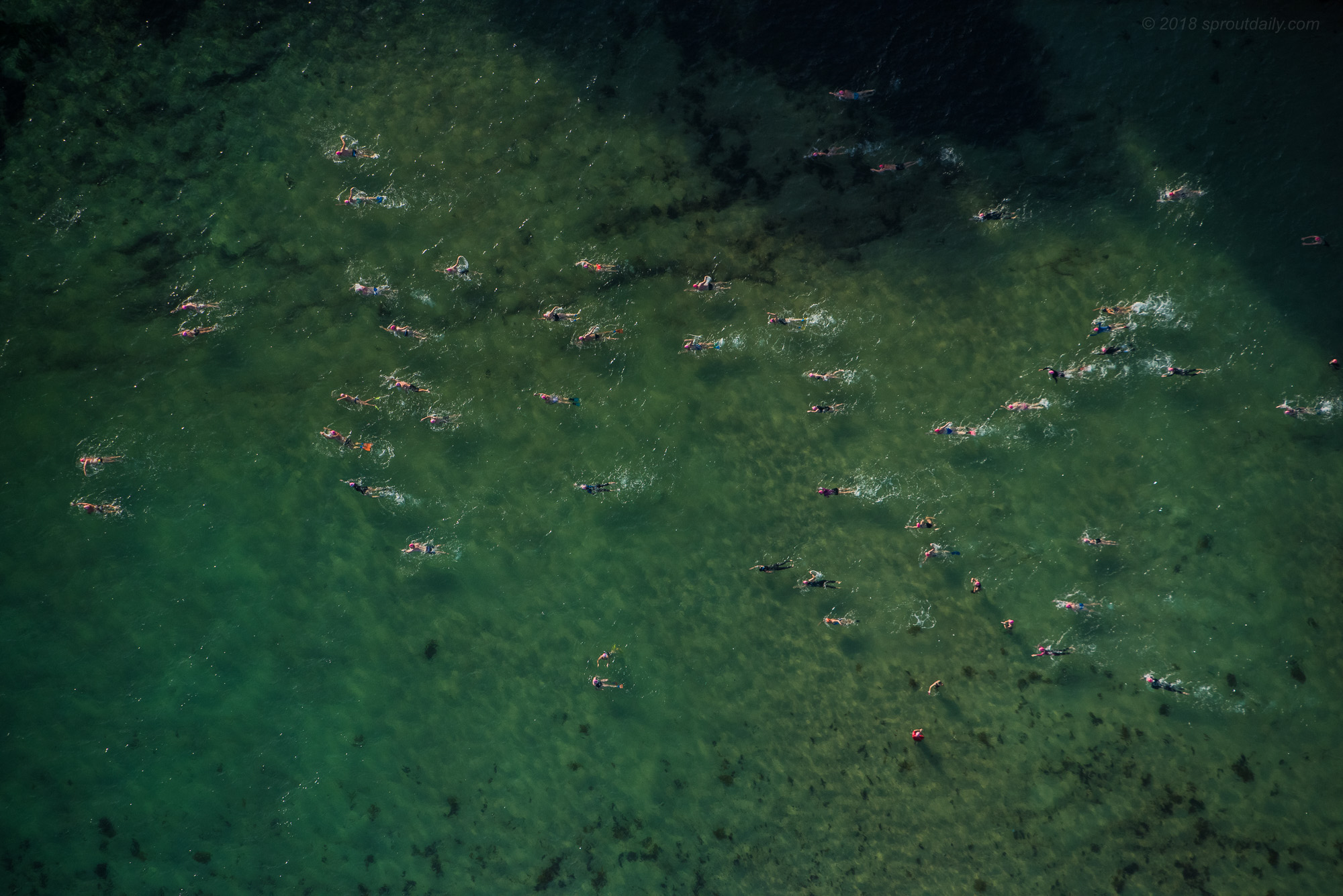 Swim