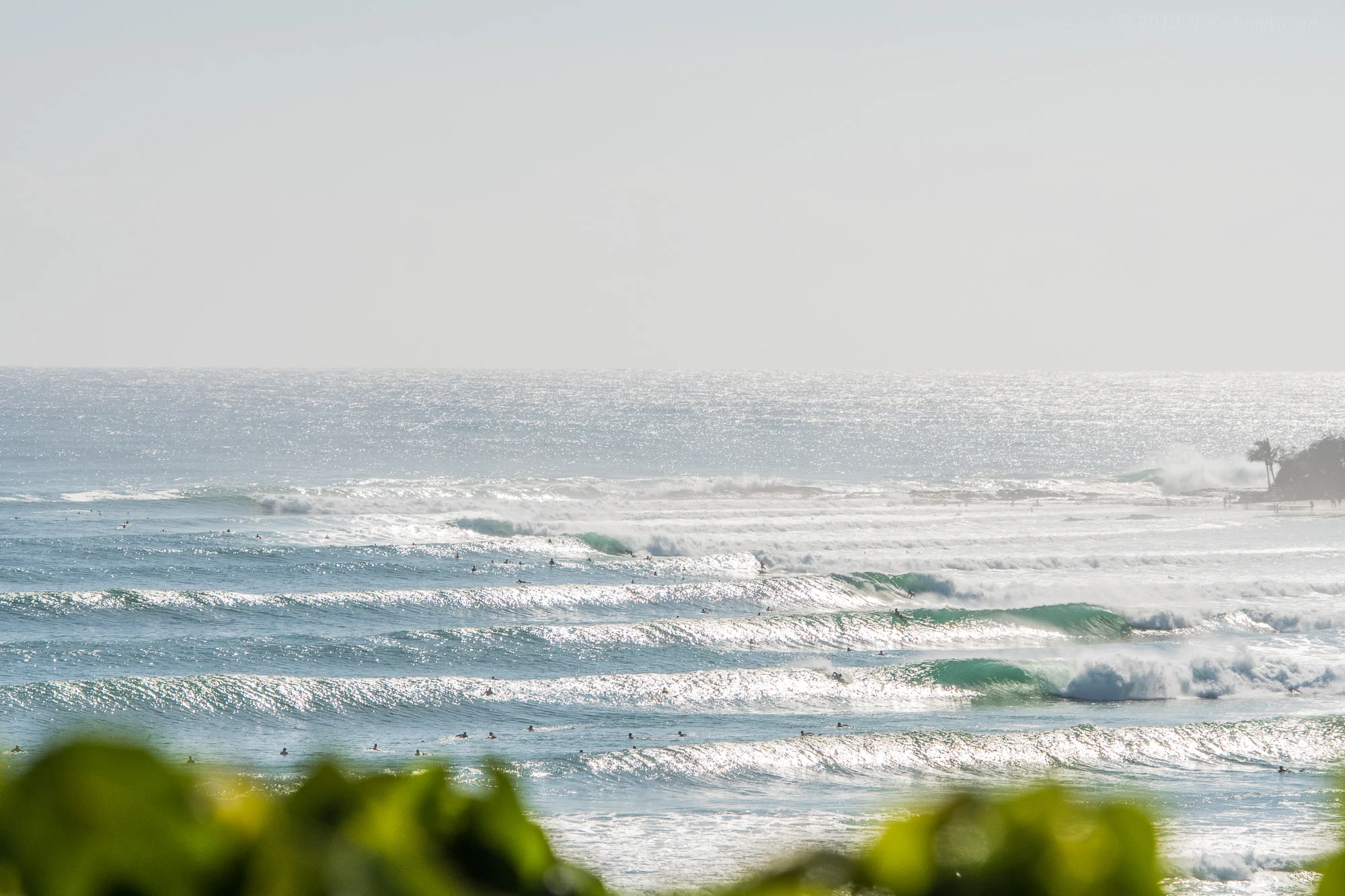 Coolangatta Pulse