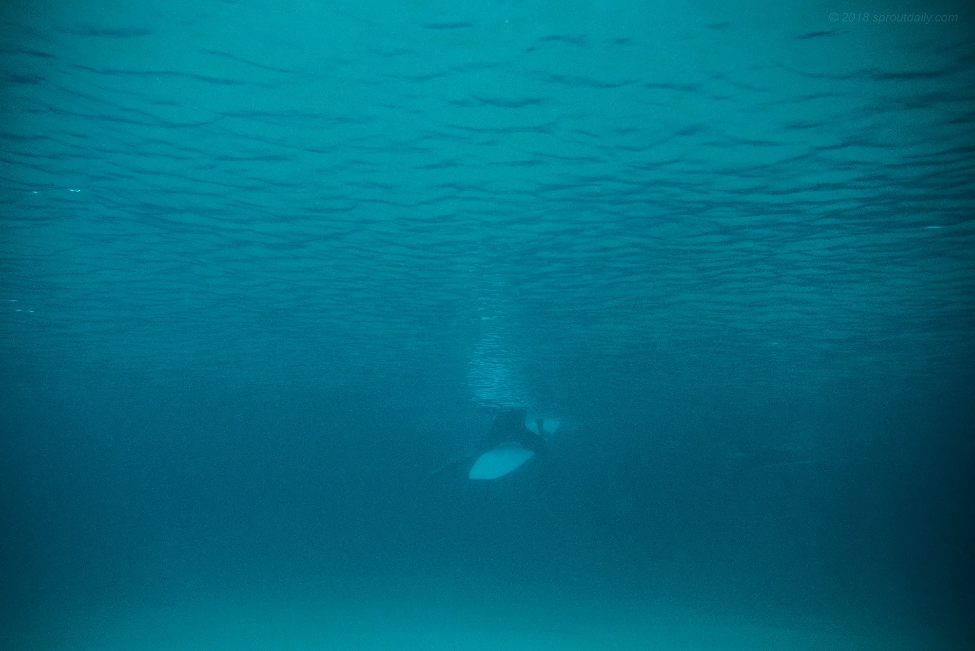 Big Blue