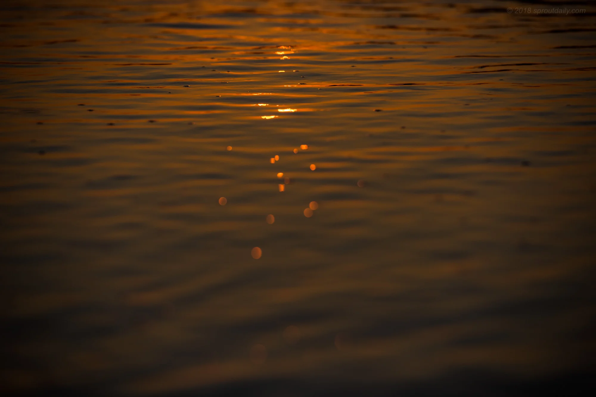 mfsprout_20190524_109.jpg