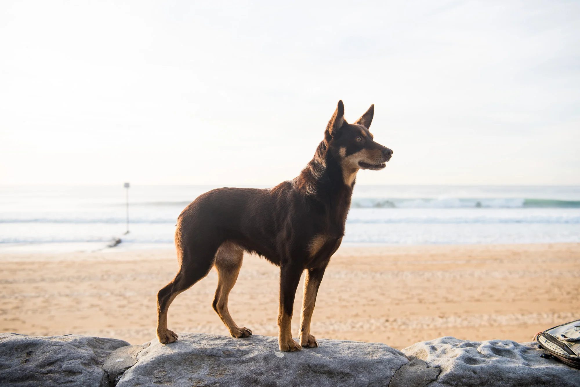Ear's Are Up - Must be waves!