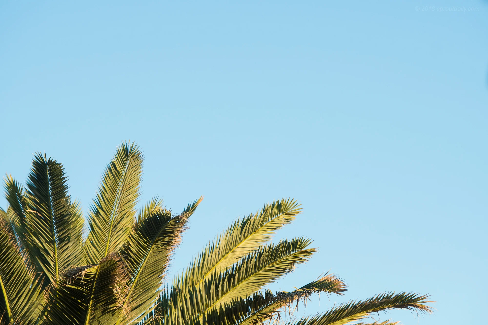 Frondly