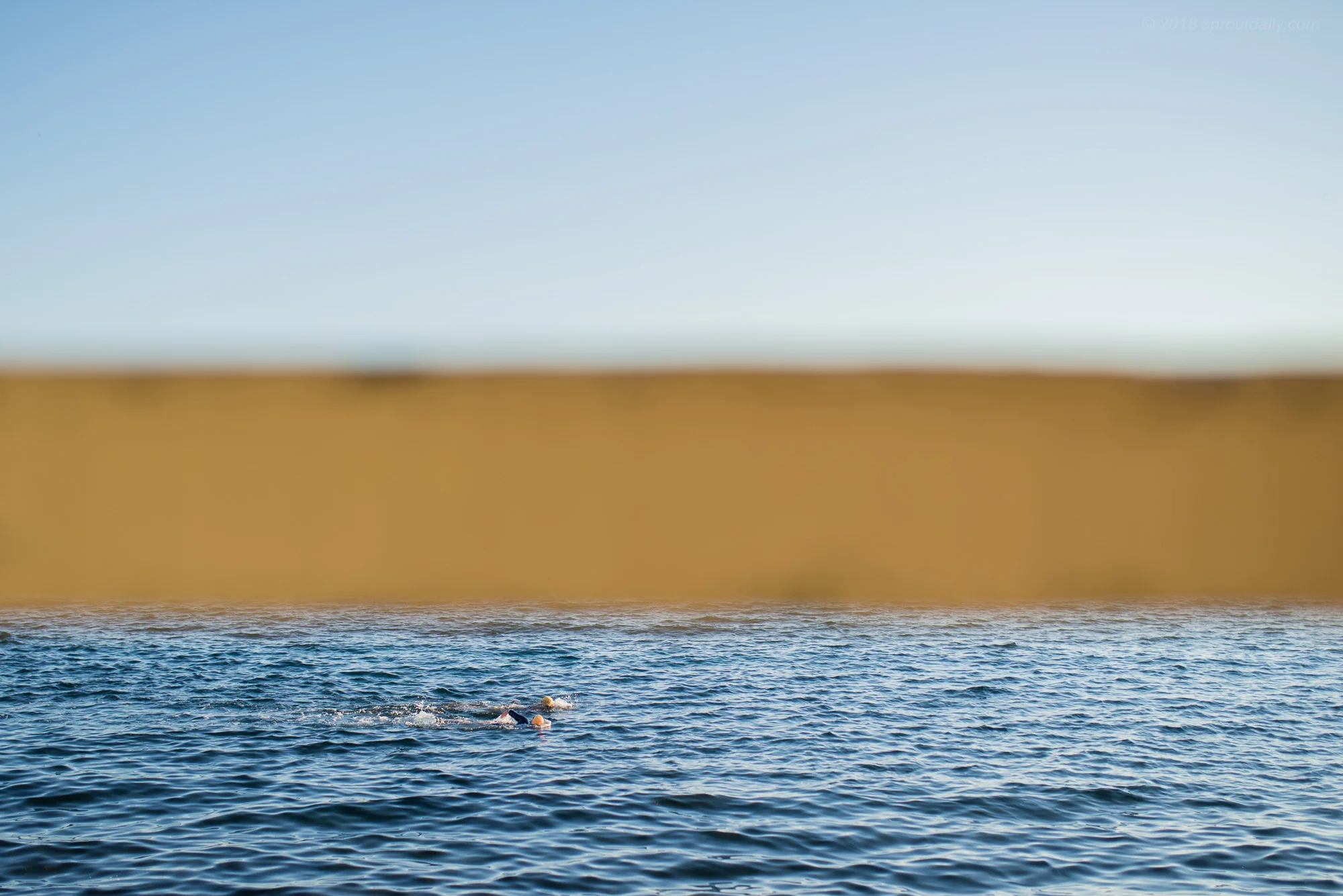 Blue Swims