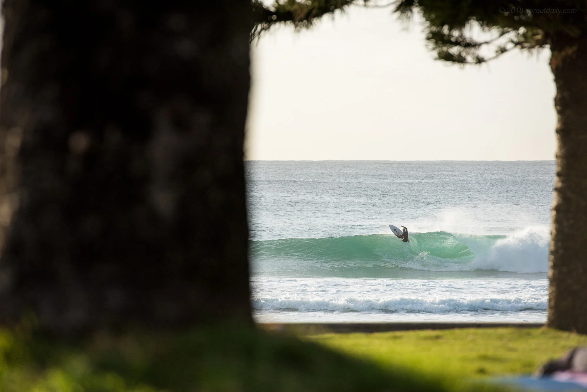 Treeline