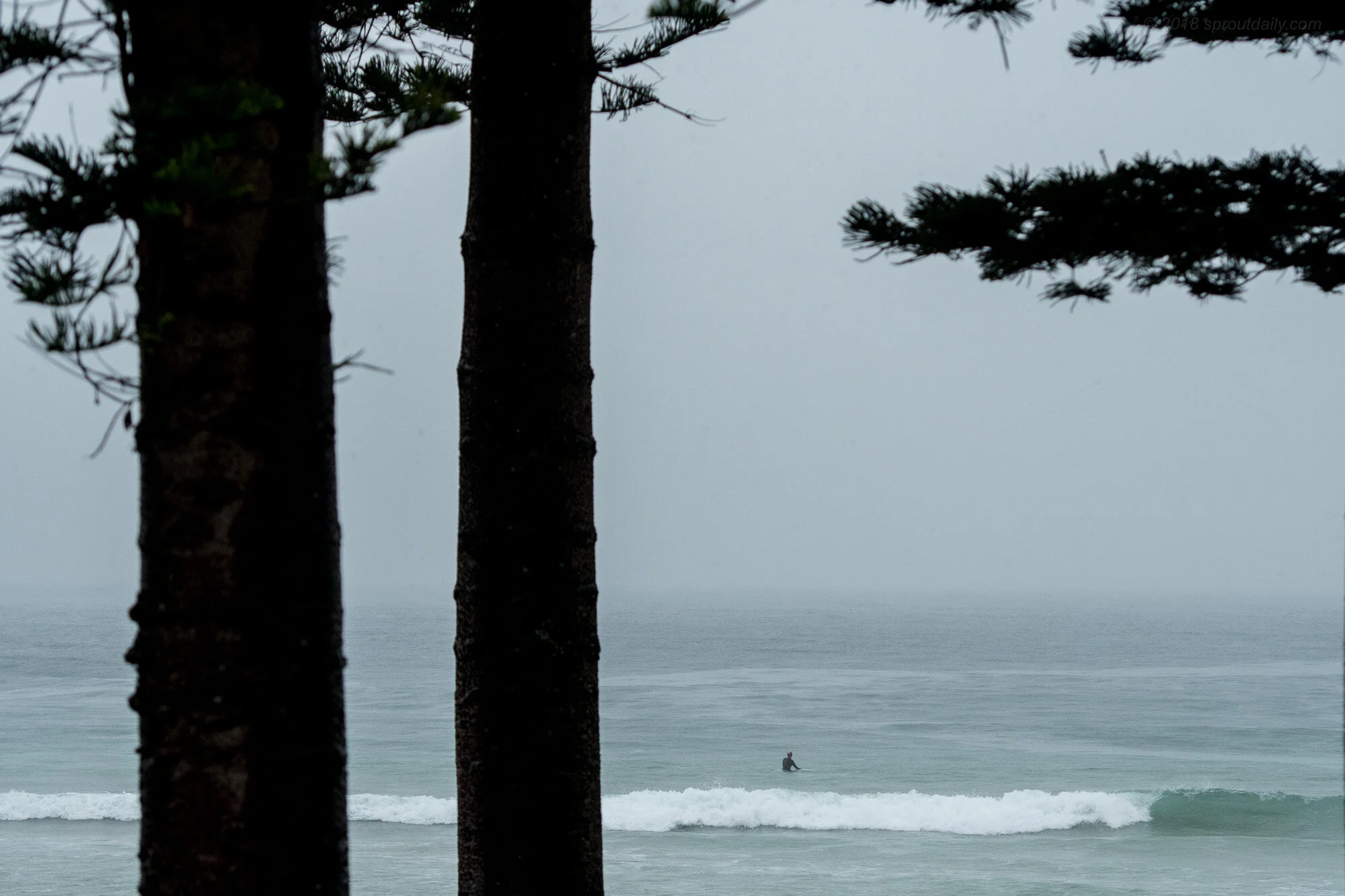 Just The Pines & I