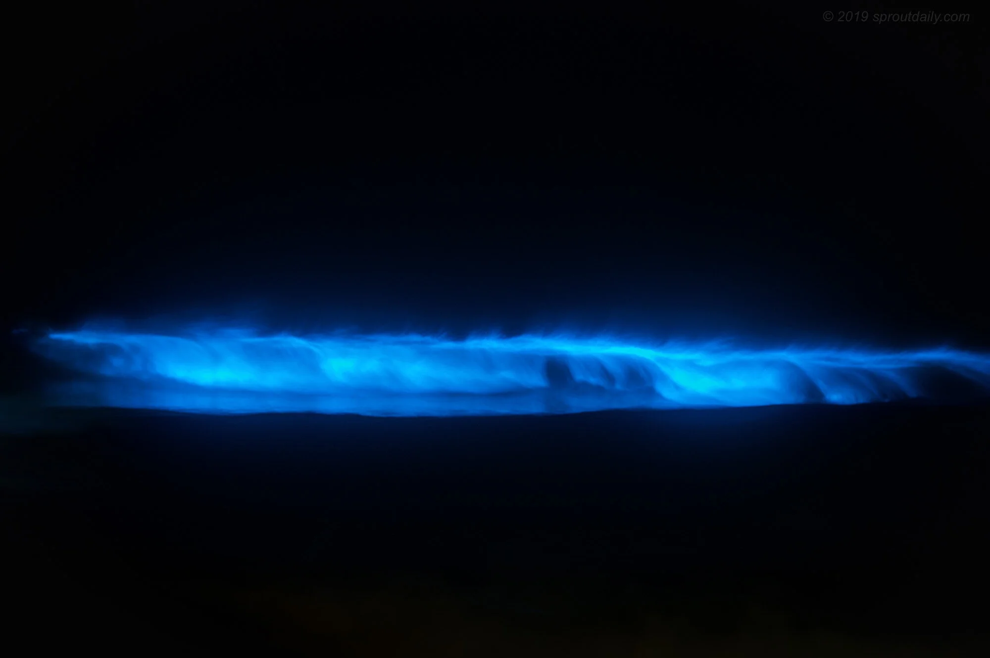 24 Aug - Blue Light Disco. Bioluminescence at Queenscliff