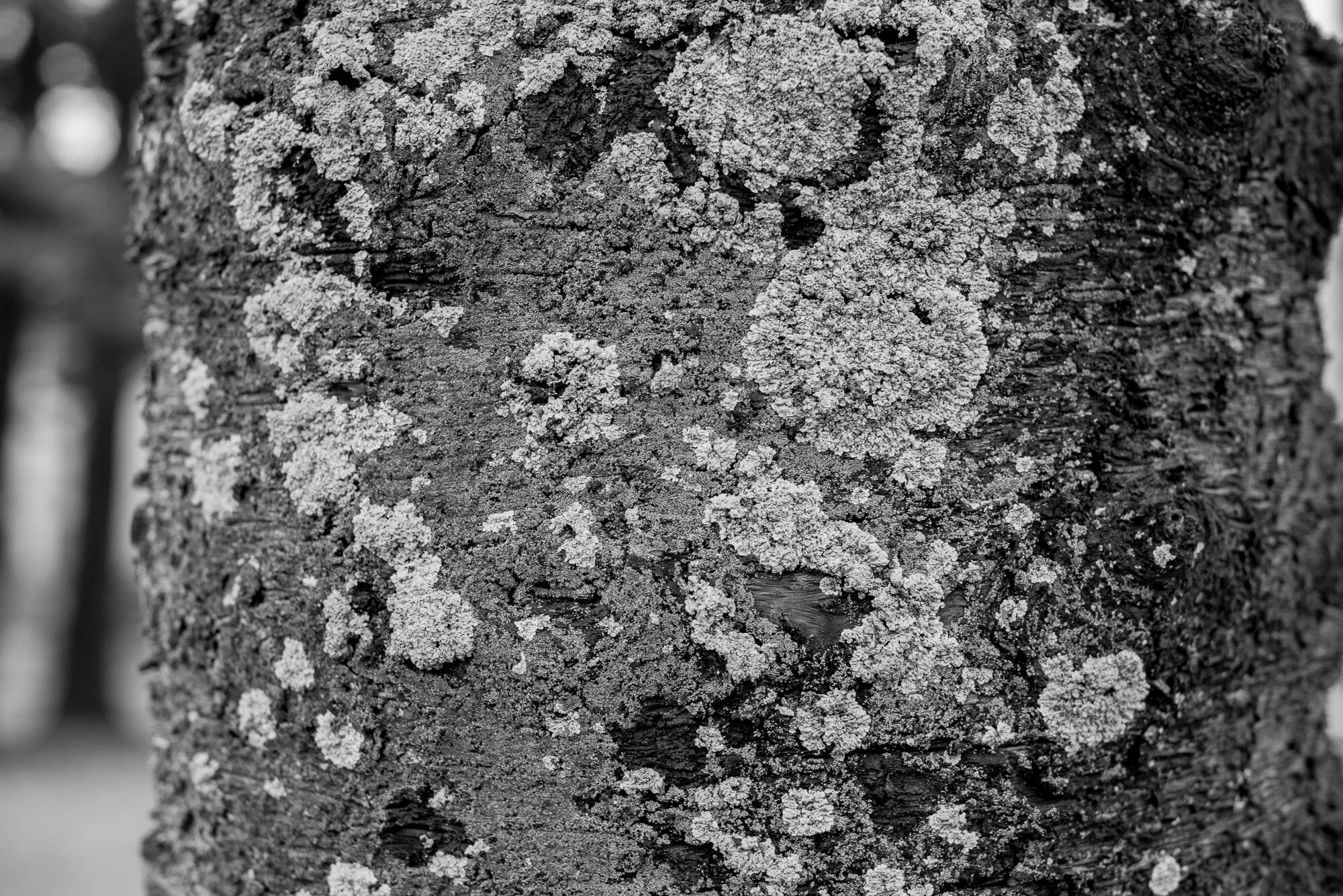 Texture #1