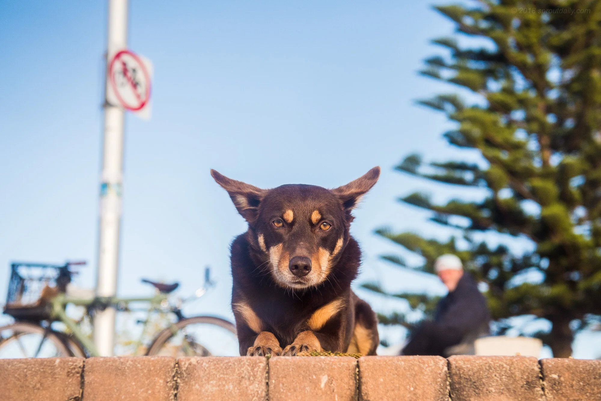 Cali - Trying her Jedi mind tricks