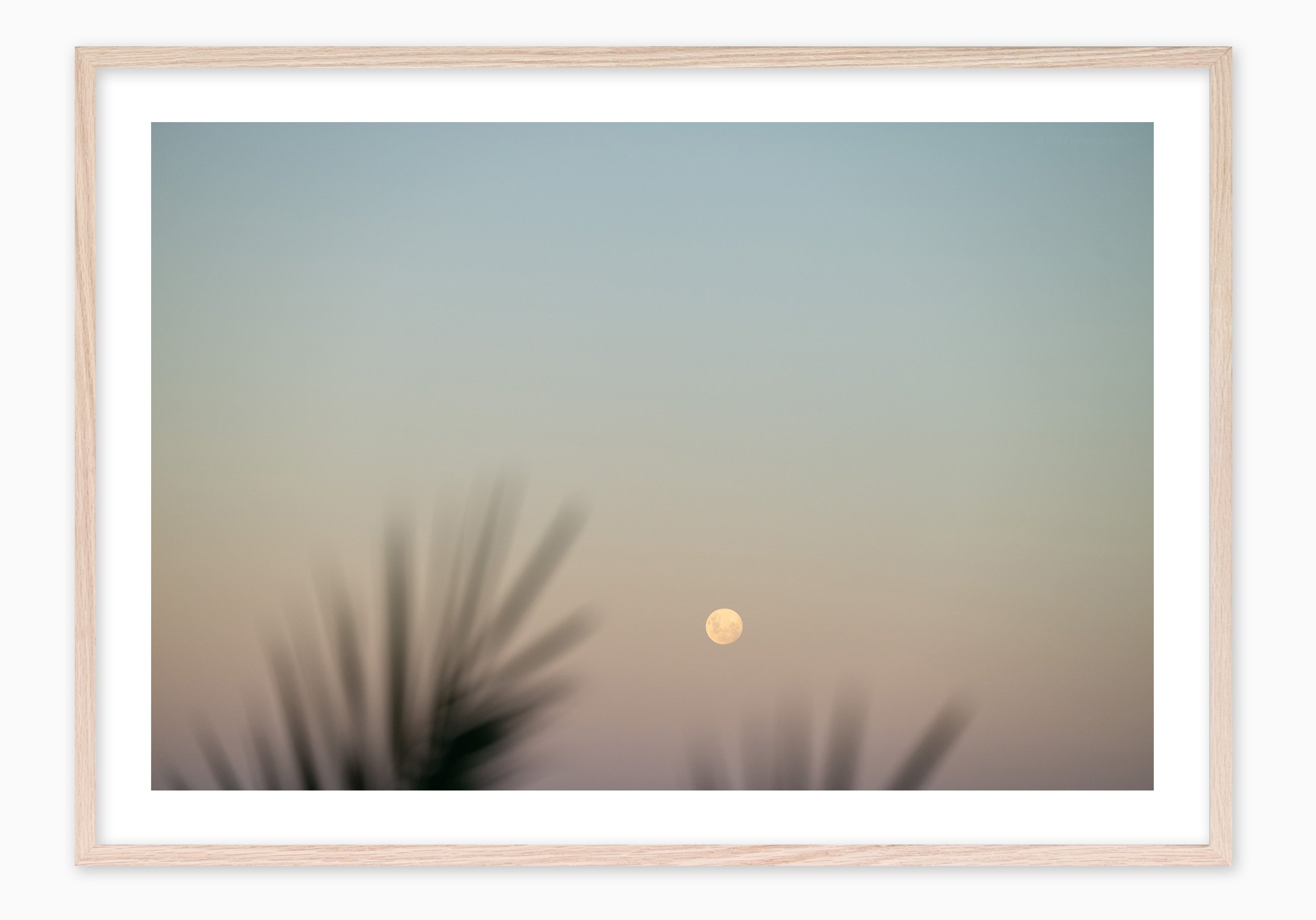 mfsprout_20250313_1084_RawOak-Frame_SproutDaily_PrintShop.jpg