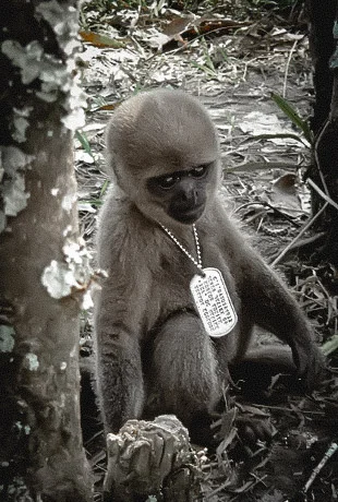affe-millitär.jpg