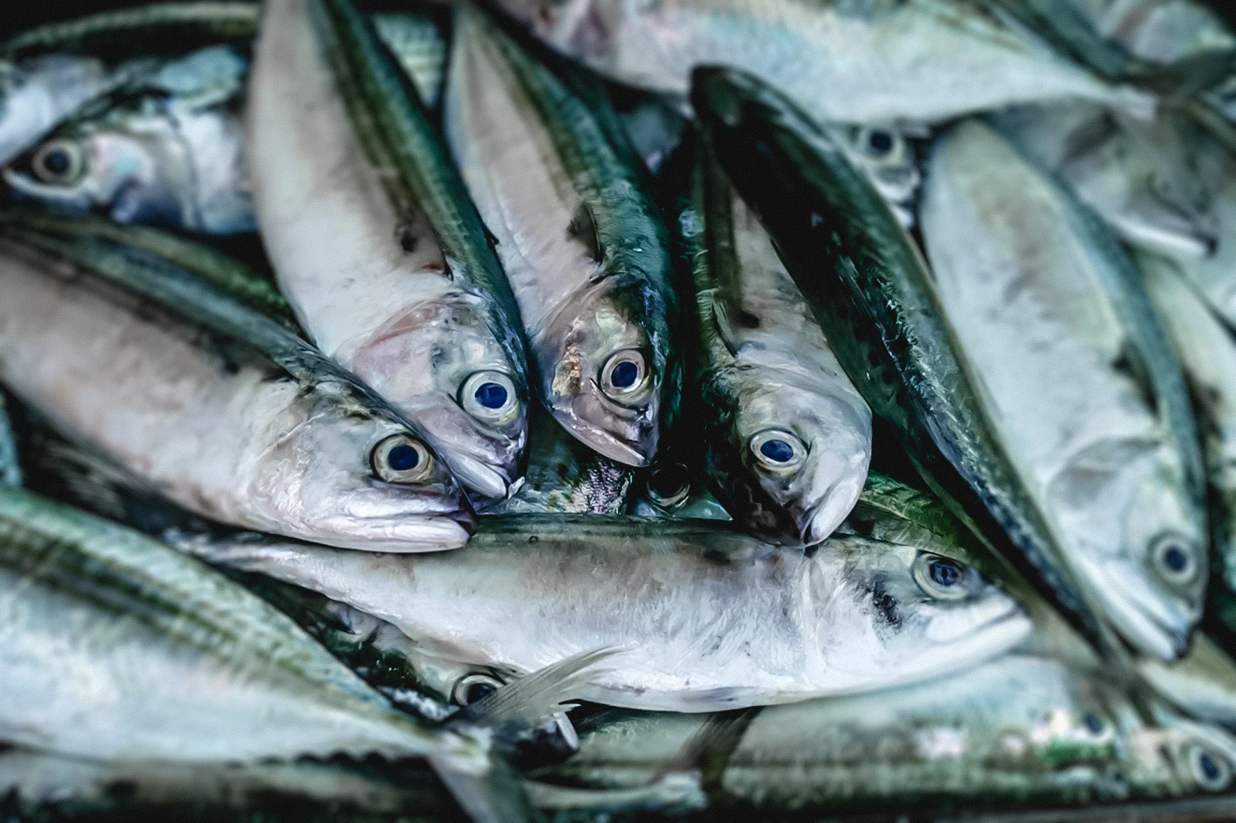 fische_20x30.jpg