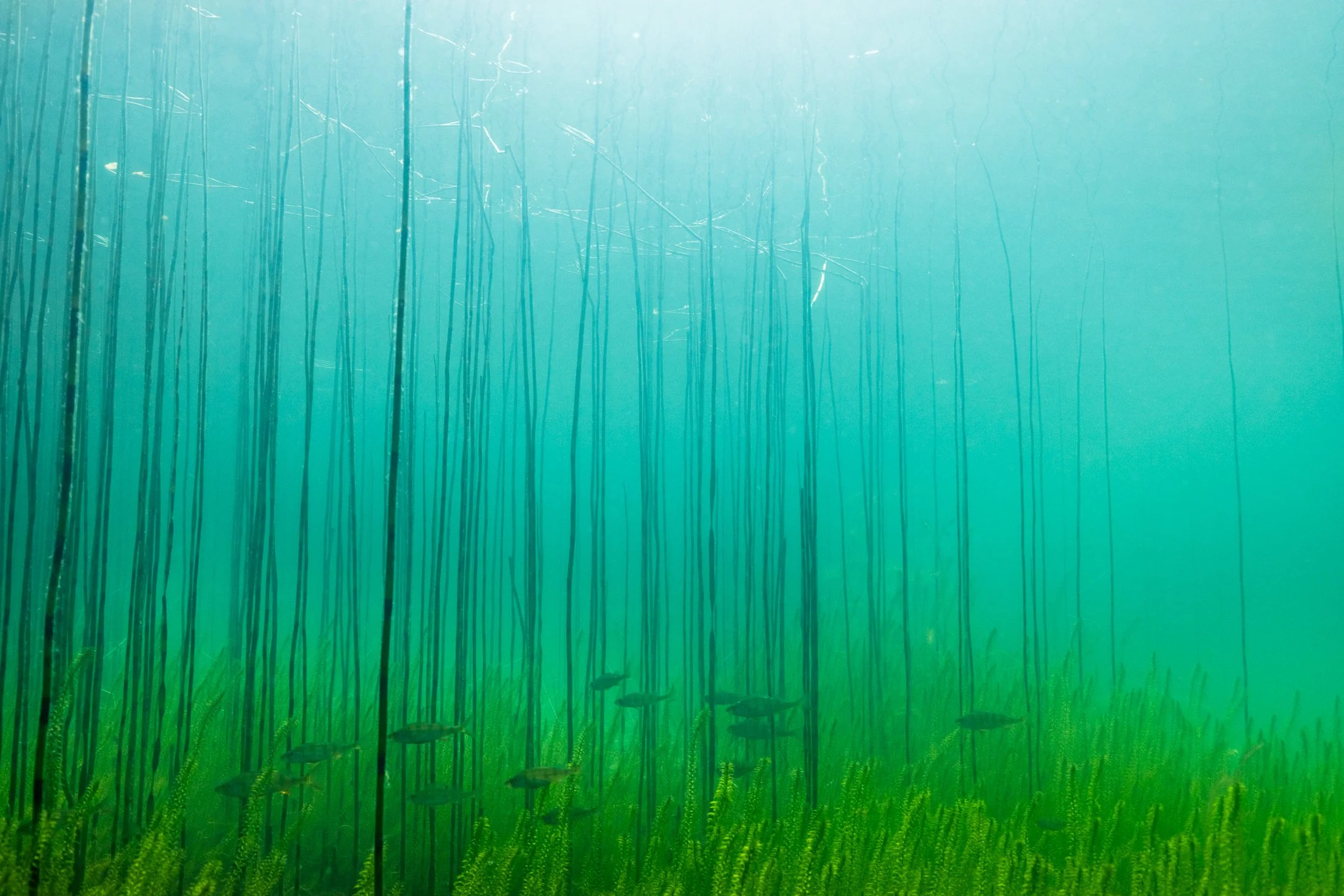 Perch - Waterscapes Vol II