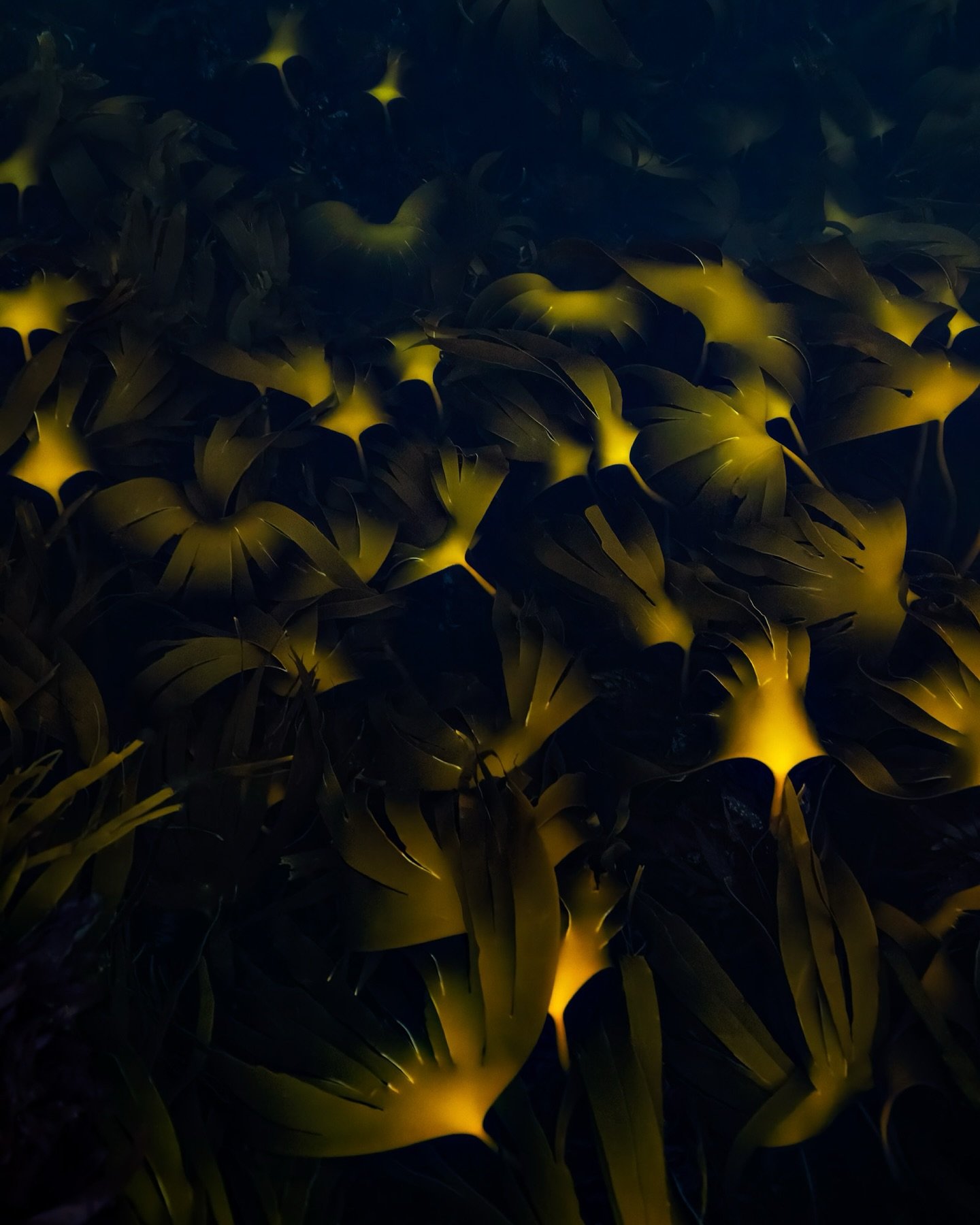 You&rsquo;re floating on the surface, gazing down, searching for patterns in the kelp bed. You&rsquo;ll know the moment you discover those motifs. And as the afternoon sun strikes the surface, it illuminates the leaves in a truly magical way. #kelp #