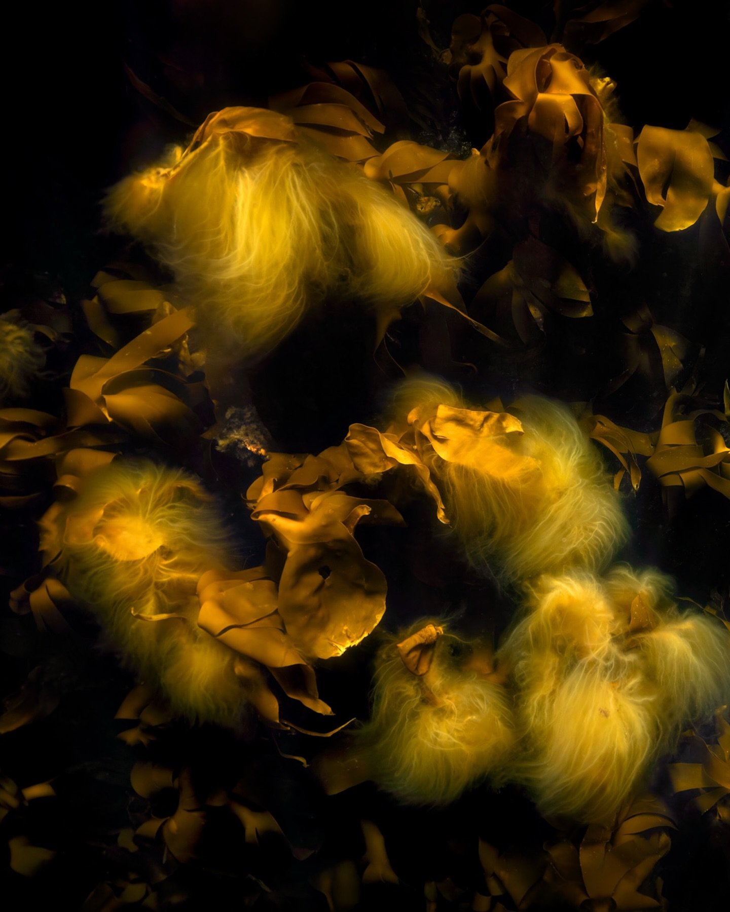 It may look cool when those hairy balls surround the kelp leaves, but there is nothing cool about finding thread algae and filamentous algae in Lofoten, northern Norway. These photos were taken in the summer of 2023. I&rsquo;m dreading what awaits at