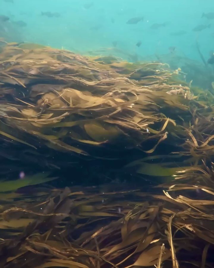 Making fine art photos of kelp and seaweed requires calm waters and good visibility. When you have neither, you just need to go with the flow&hellip;

#ocean #seaweed #kelp #underwater #underwaterphoto #lofoten #norway