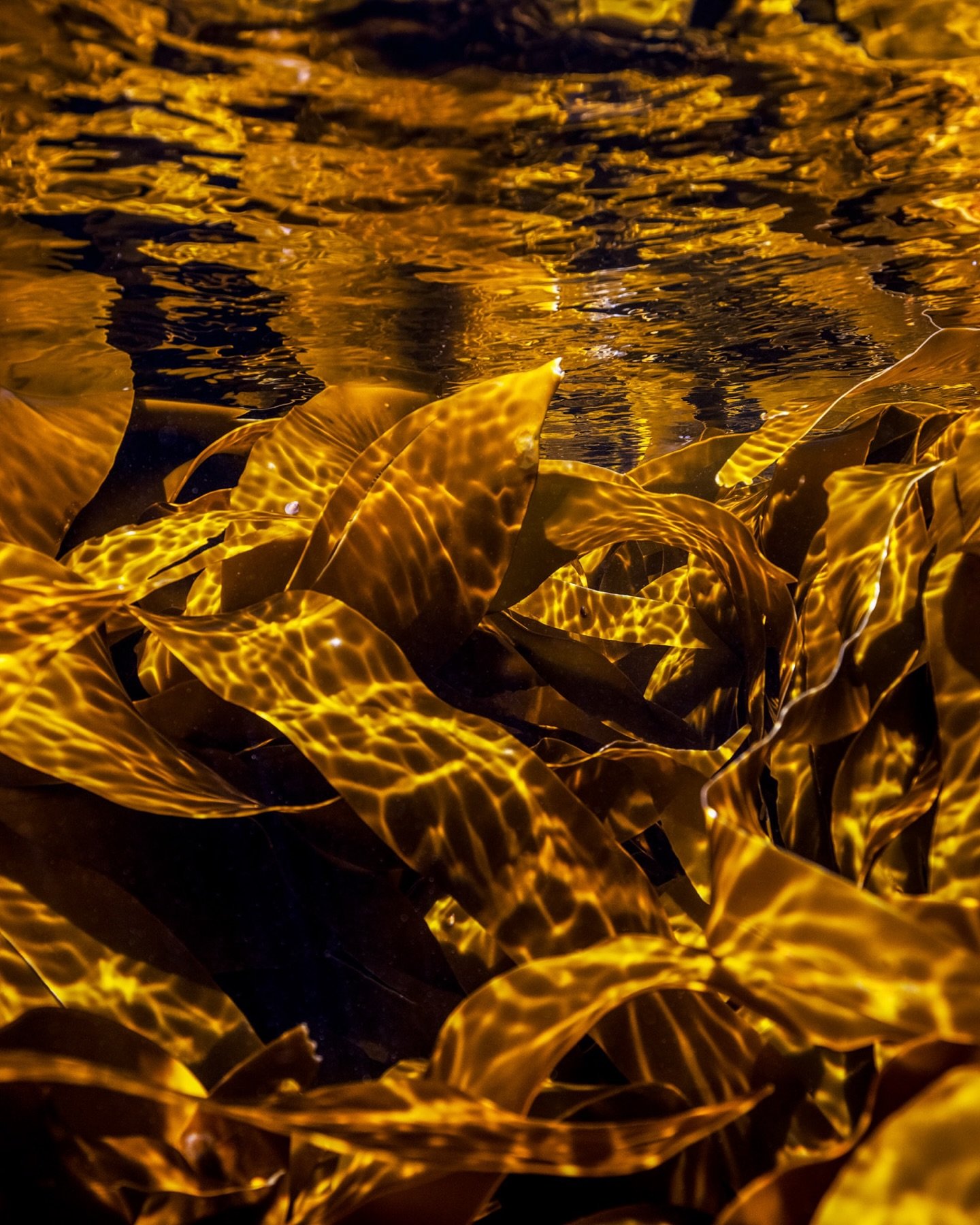 GOLDEN HOUR

&laquo;The blue forest is a mighty collective, a union of ocean-bound primary producers that are the light-harvesting foundations of our planet without which all life would falter. To know this, to learn it or to remind oneself is an act