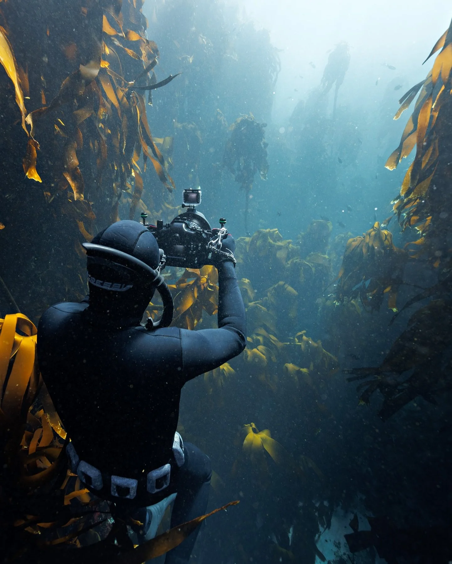 I love freediving, underwater photography, and videography. It gets you places. You experience and see things others don&rsquo;t. You get to share those magic moments with good friends. You also get to meet some really good freedivers: The Seal Team.