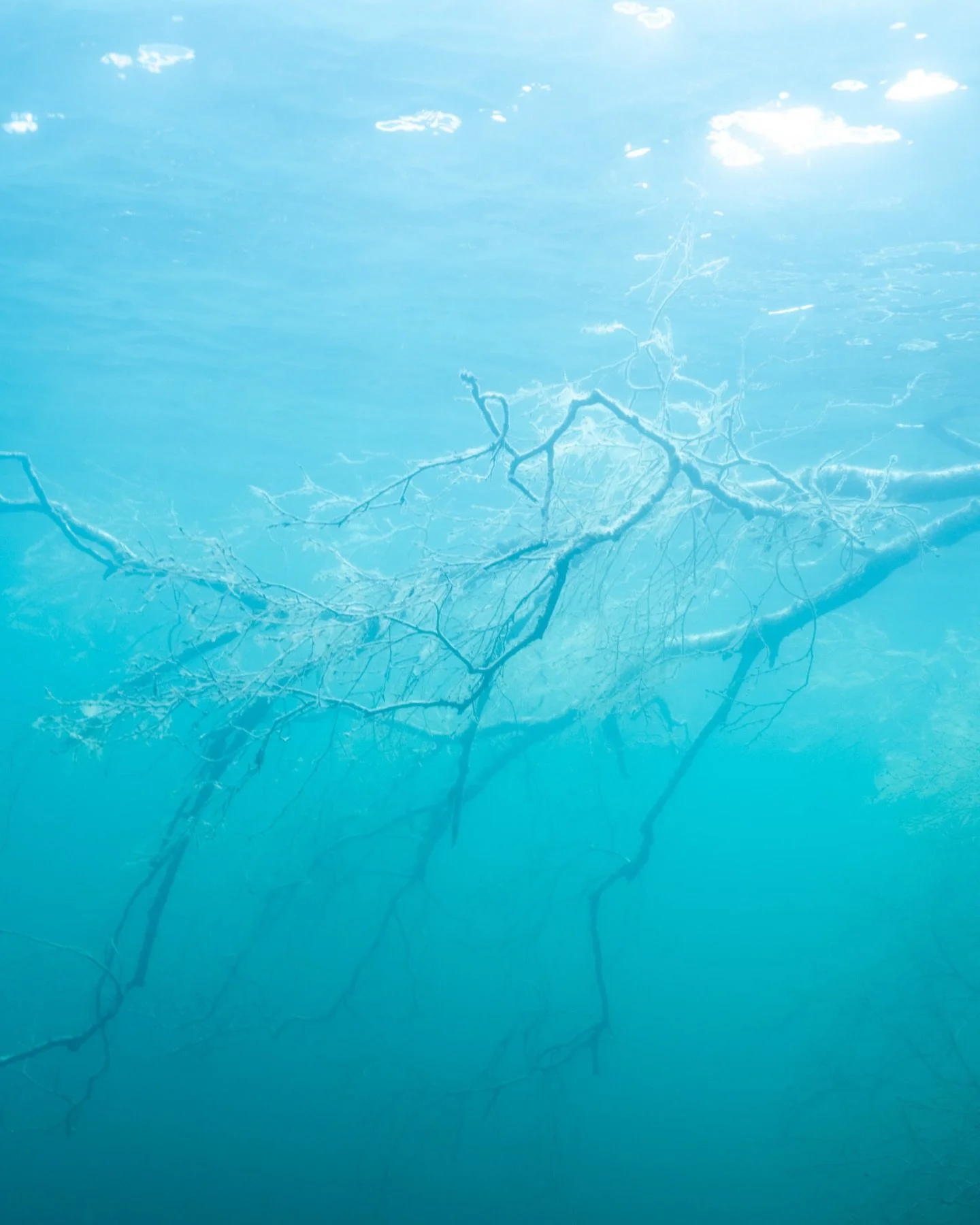 Hiking in the woods, underwater. Back in Lutvann working on my &ldquo;Fallen Vol. V&rdquo; series where I am exploring the shapes of the giant trees falling into the forest lake. I&rsquo;m documenting how their life is preserved and how this lake let