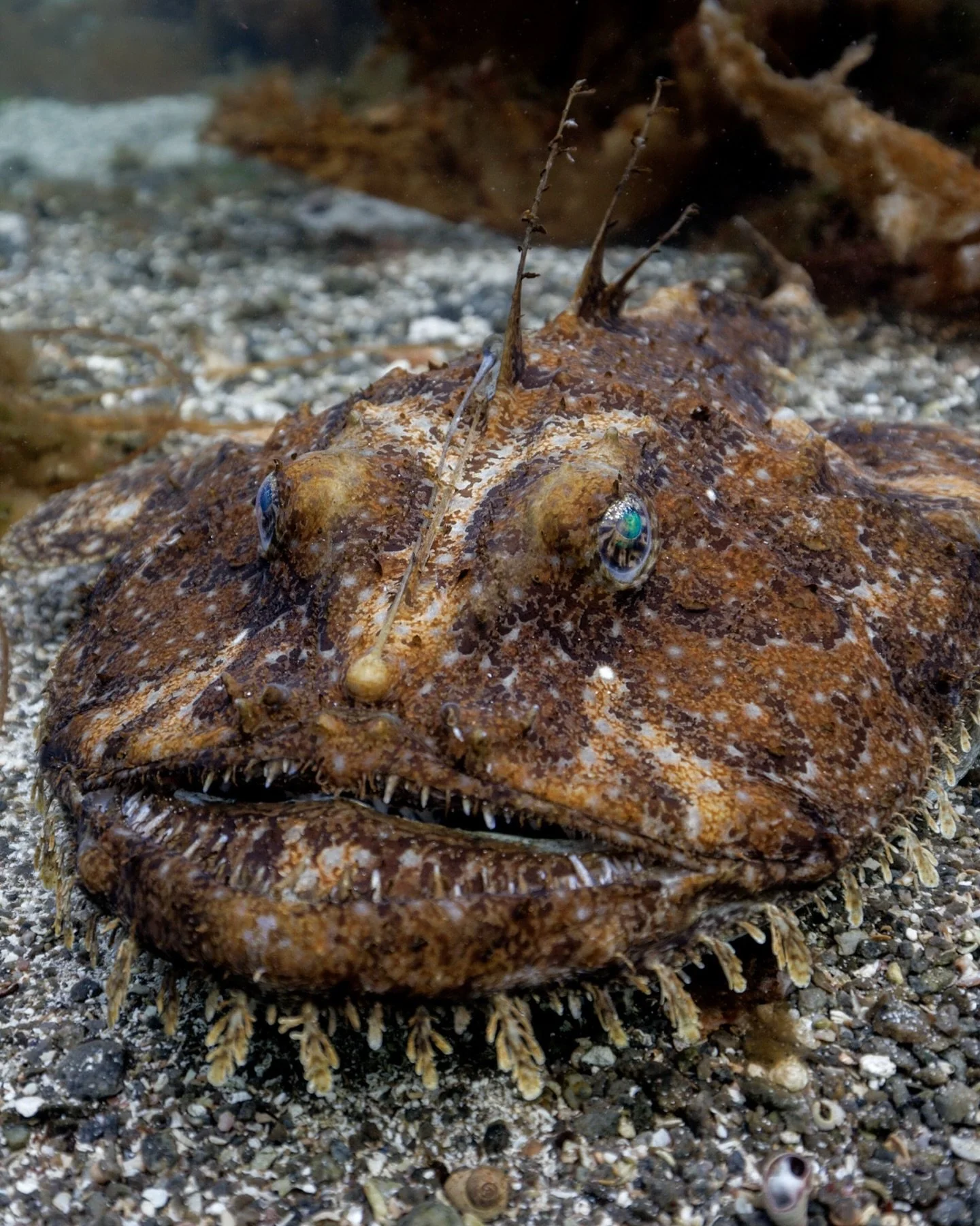 The ocean&rsquo;s monster or simply THE master of disguise?
The monkfish might not be the prettiest fish in the sea, but it&rsquo;s one of the coolest! With its massive head, huge mouth, and a &laquo;fishing rod&raquo; dangling from its forehead, it 