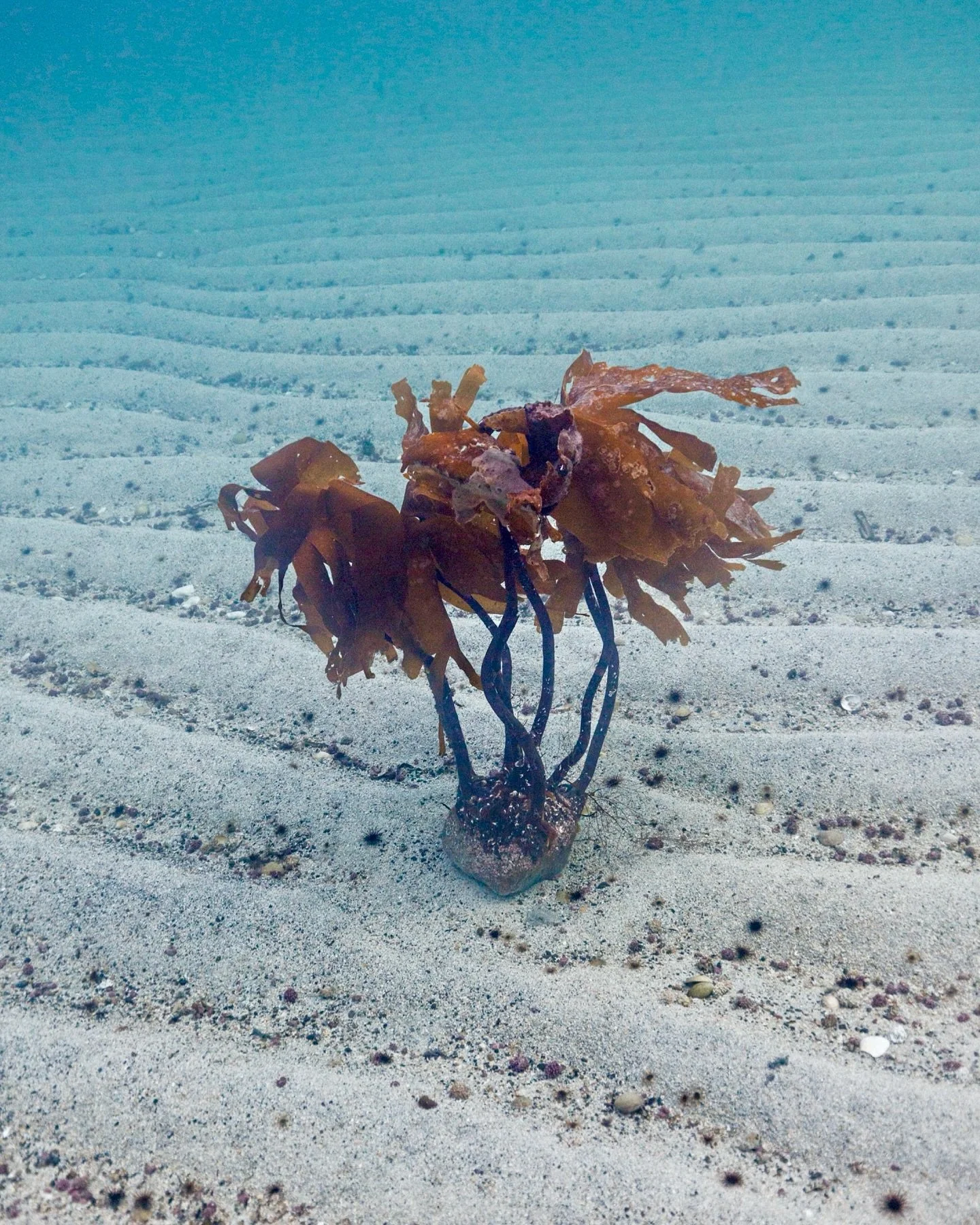 Do you see resilience, hope, or a last stand?
Spending the last few years documenting what&rsquo;s going on beneath the surface of the Norwegian coast, I&rsquo;ve been trying to define what I feel. Things are going badly. We&rsquo;ve passed the tippi