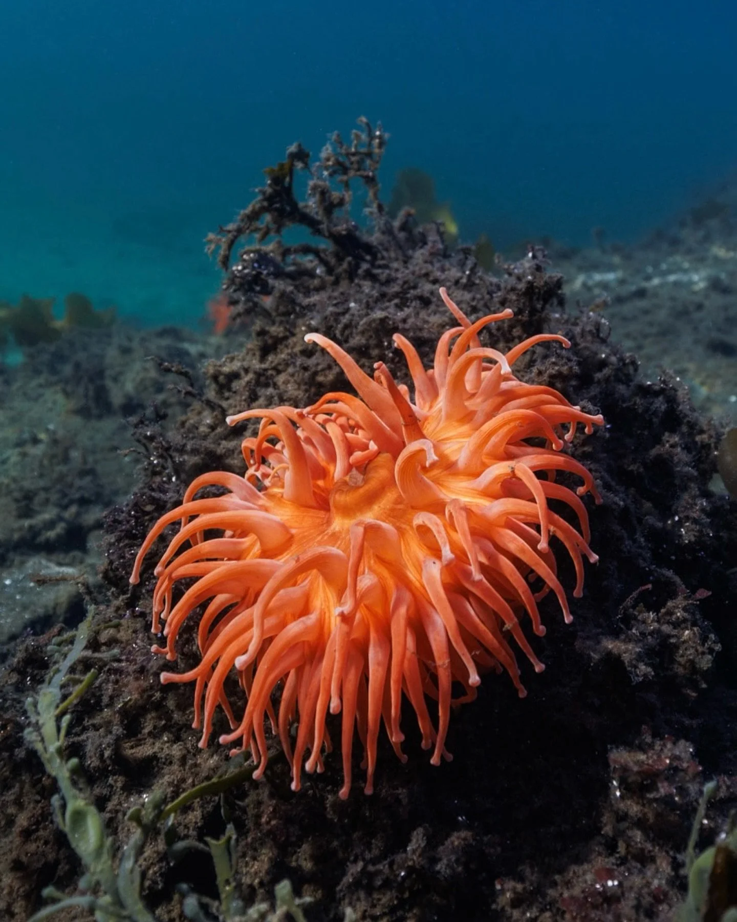 Hva ser du her?
H&aring;p, &oslash;deleggelse eller havets motstandskraft? 

What do you see here?
Hope, destruction or the sea&rsquo;s resilience?
(English version in comments)

Sj&oslash;roser (anemoner) og noen f&aring; tareblad kjemper seg opp gj