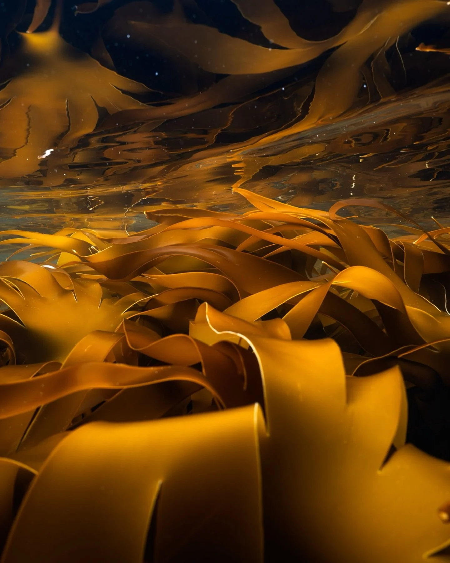 Floating around the small skerry out in the open sea, studying the untouched kelp, makes me forget all the destruction I usually document in the ocean. Not thinking much over what will happen in a month or three is a blessing. 
#nature_perfection #un